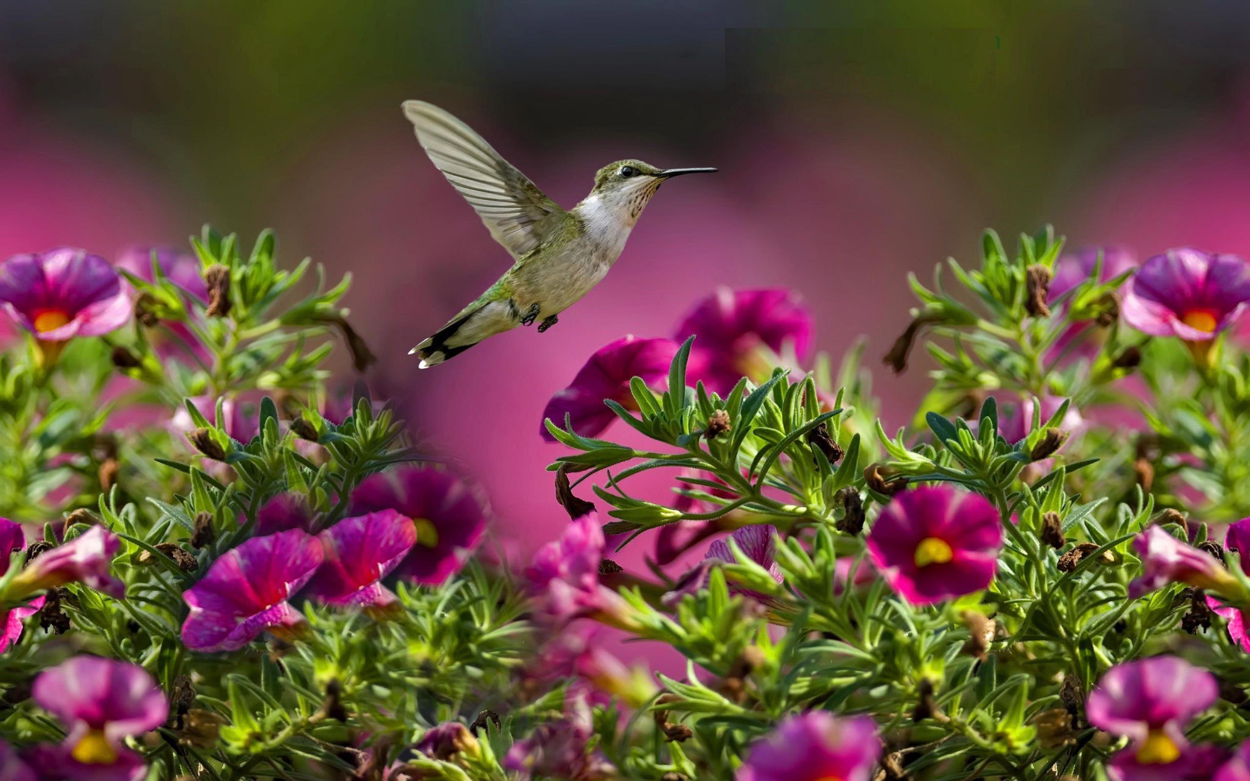 Hummingbird Wallpapers Top Free Hummingbird Backgrounds WallpaperAccess