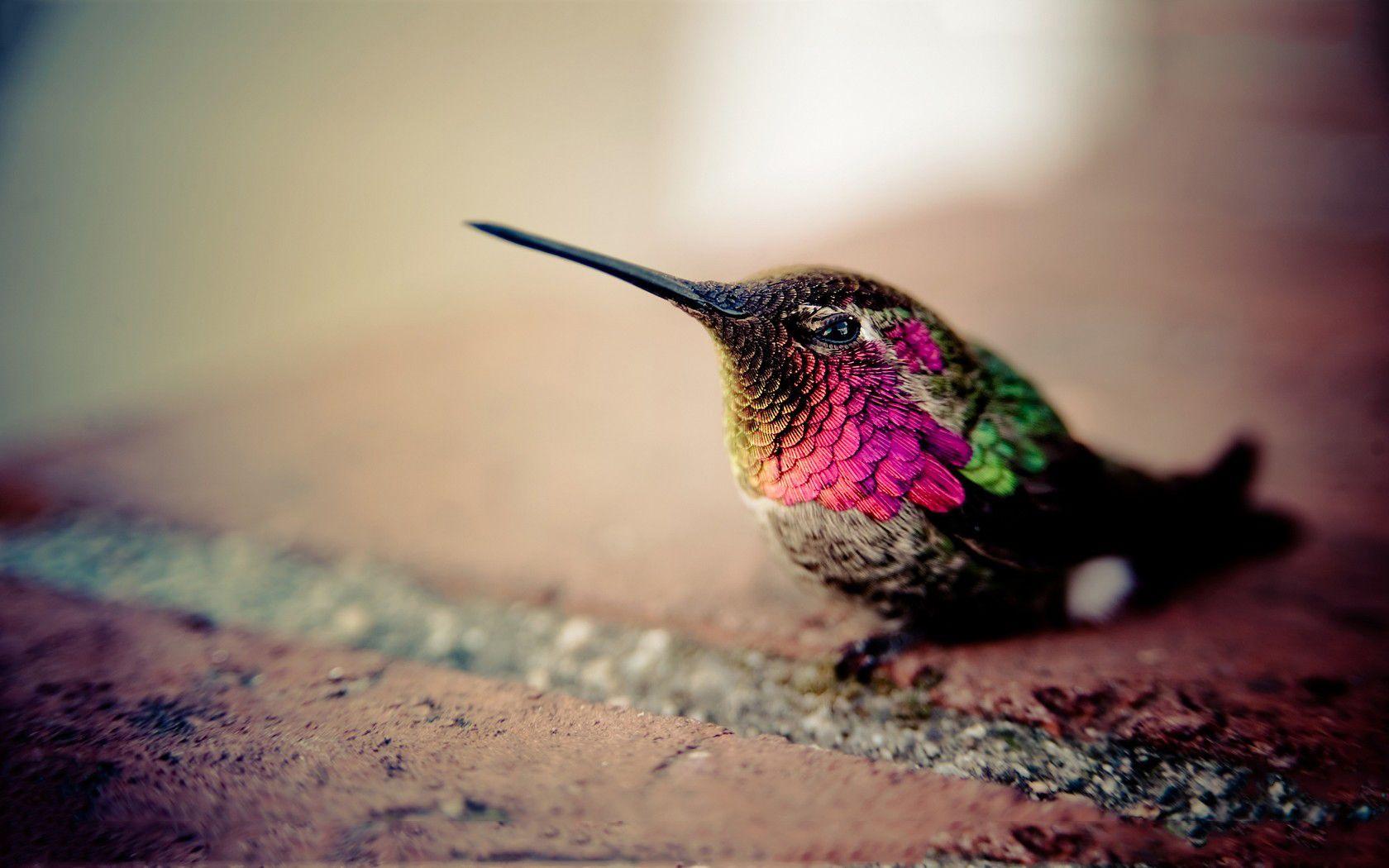 Hummingbird Wallpapers Top Free Hummingbird Backgrounds WallpaperAccess