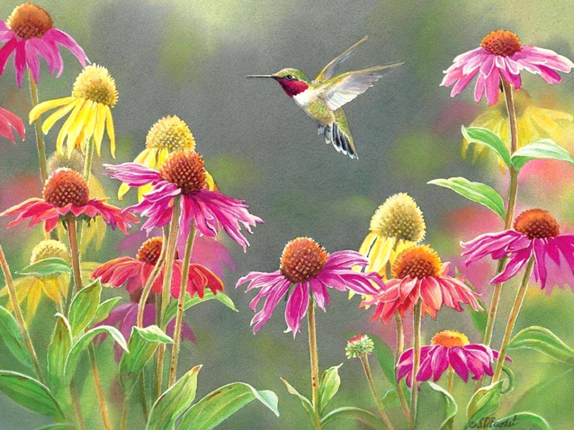 Hummingbird Wallpapers Top Free Hummingbird Backgrounds WallpaperAccess