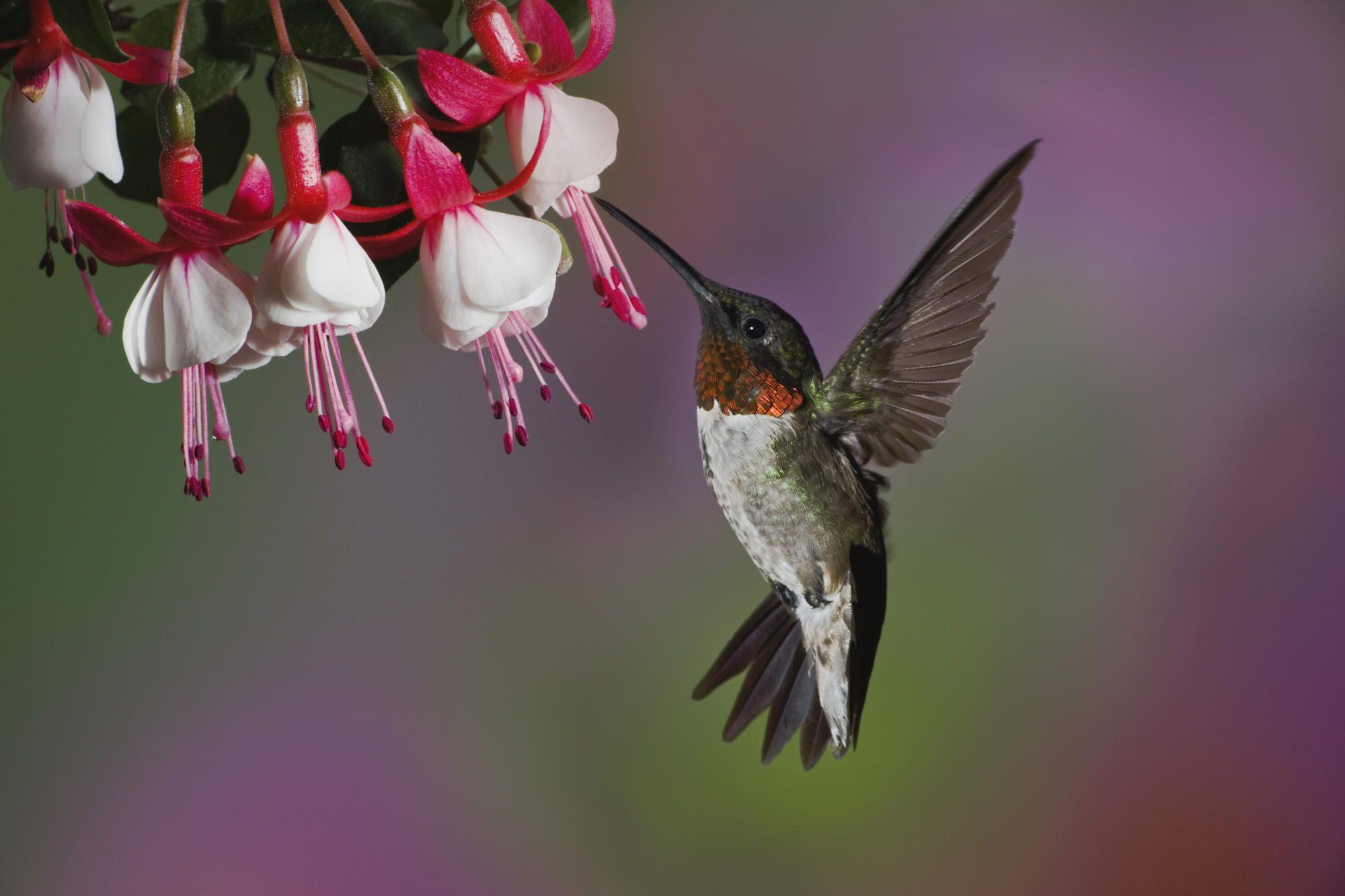 Hummingbird Wallpapers Top Free Hummingbird Backgrounds WallpaperAccess
