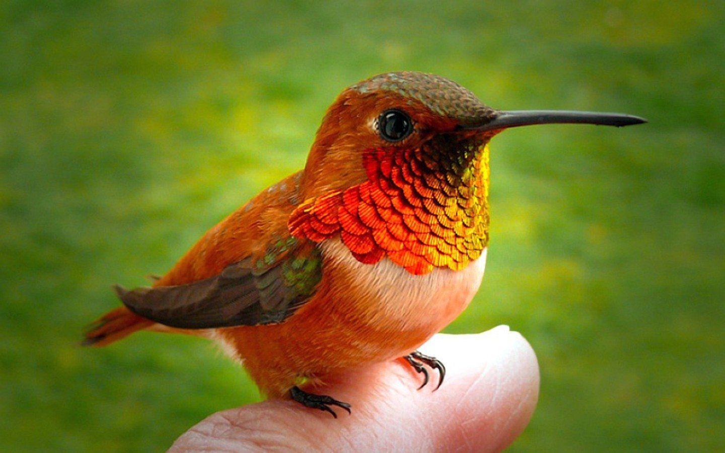 Hummingbird Wallpapers Top Free Hummingbird Backgrounds WallpaperAccess