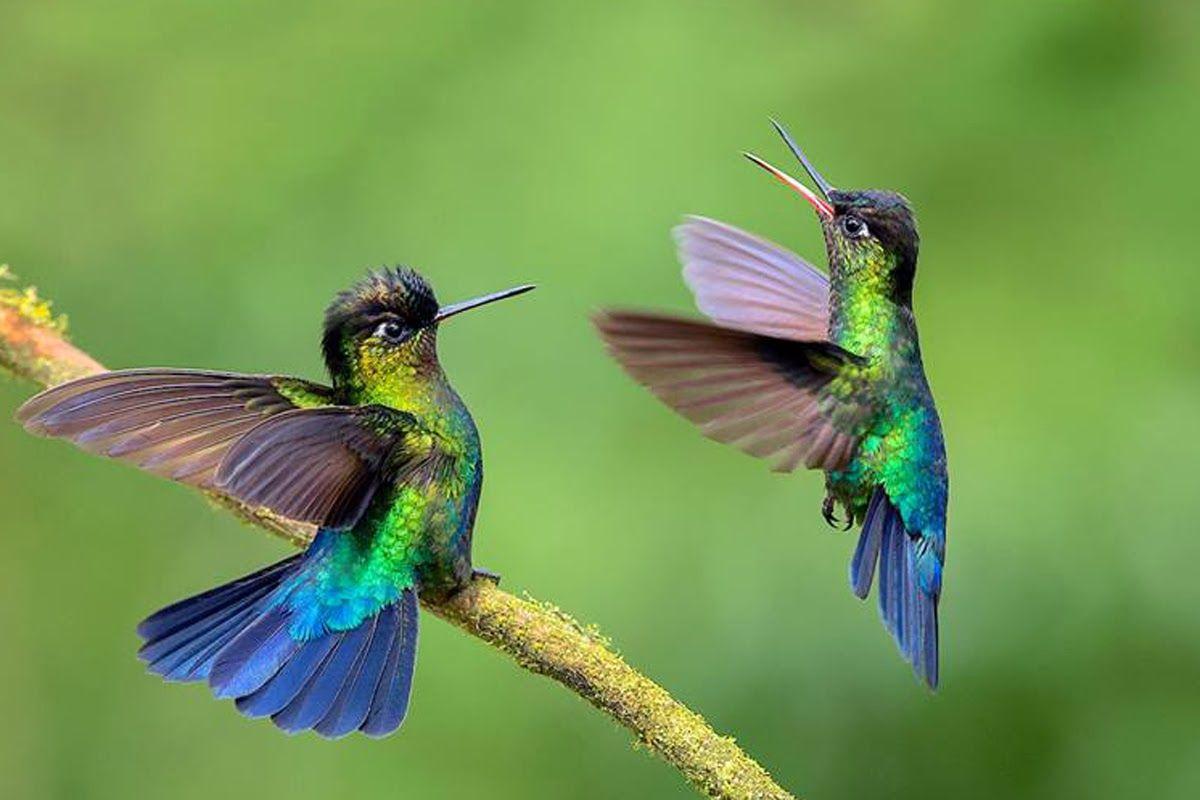 Hummingbird Wallpapers Top Free Hummingbird Backgrounds WallpaperAccess