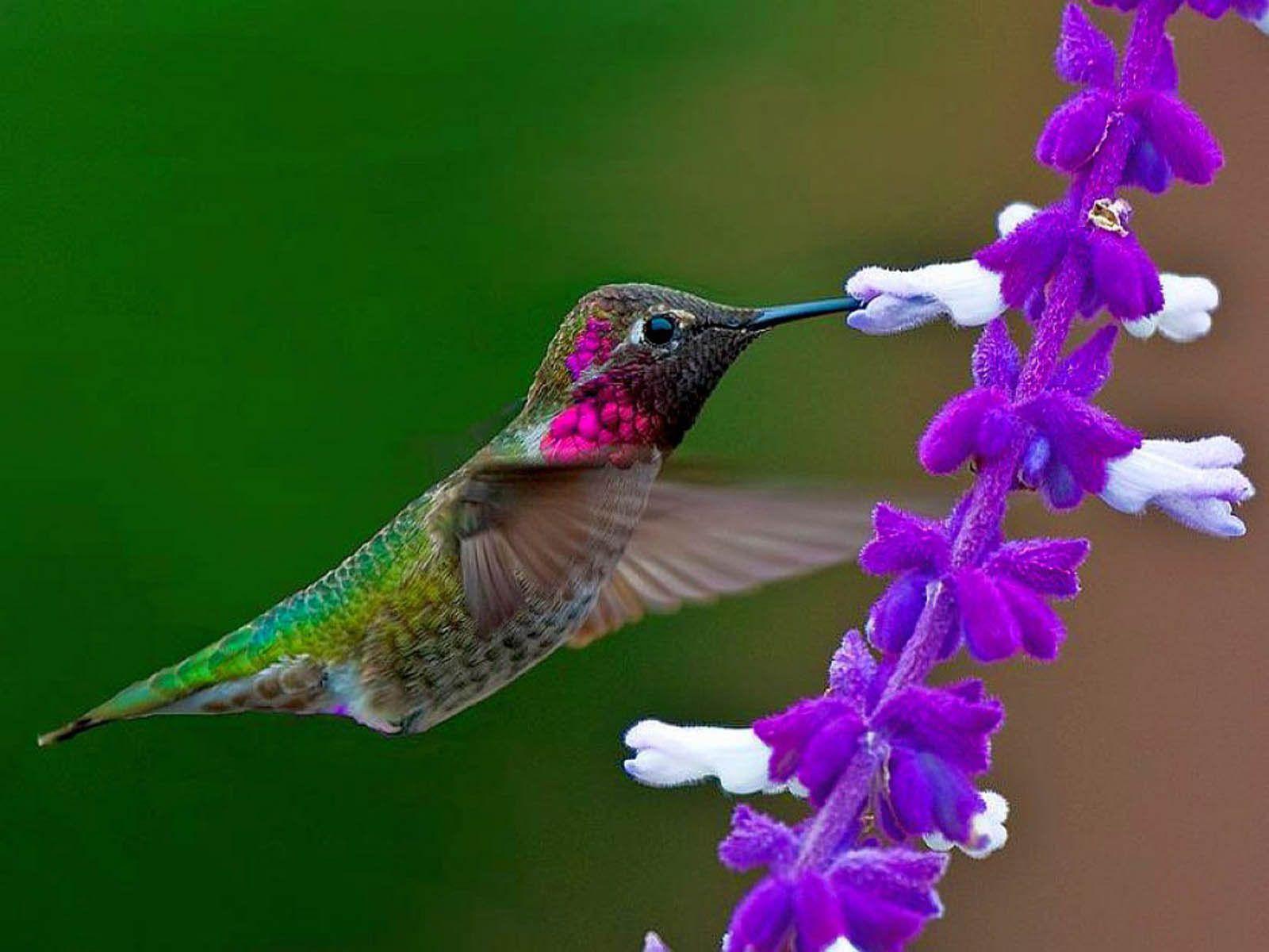 Hummingbird Wallpapers Top Free Hummingbird Backgrounds WallpaperAccess