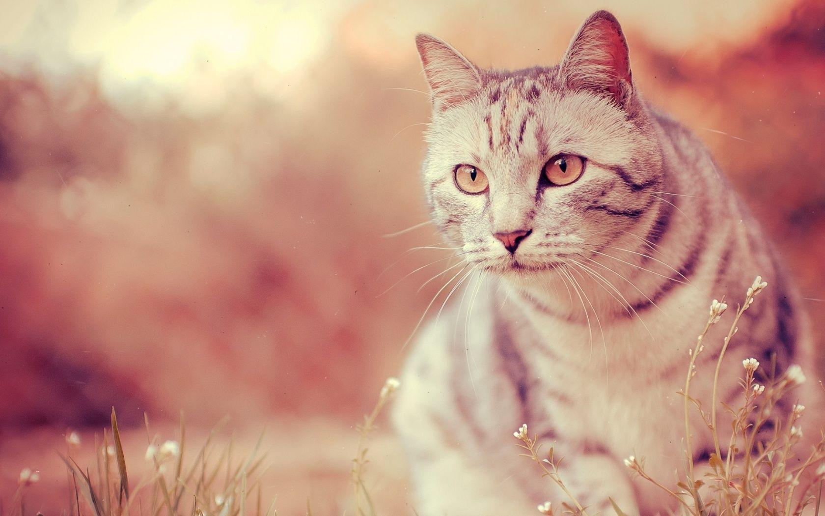 Brown Cats Wallpapers Top Free Brown Cats Backgrounds WallpaperAccess