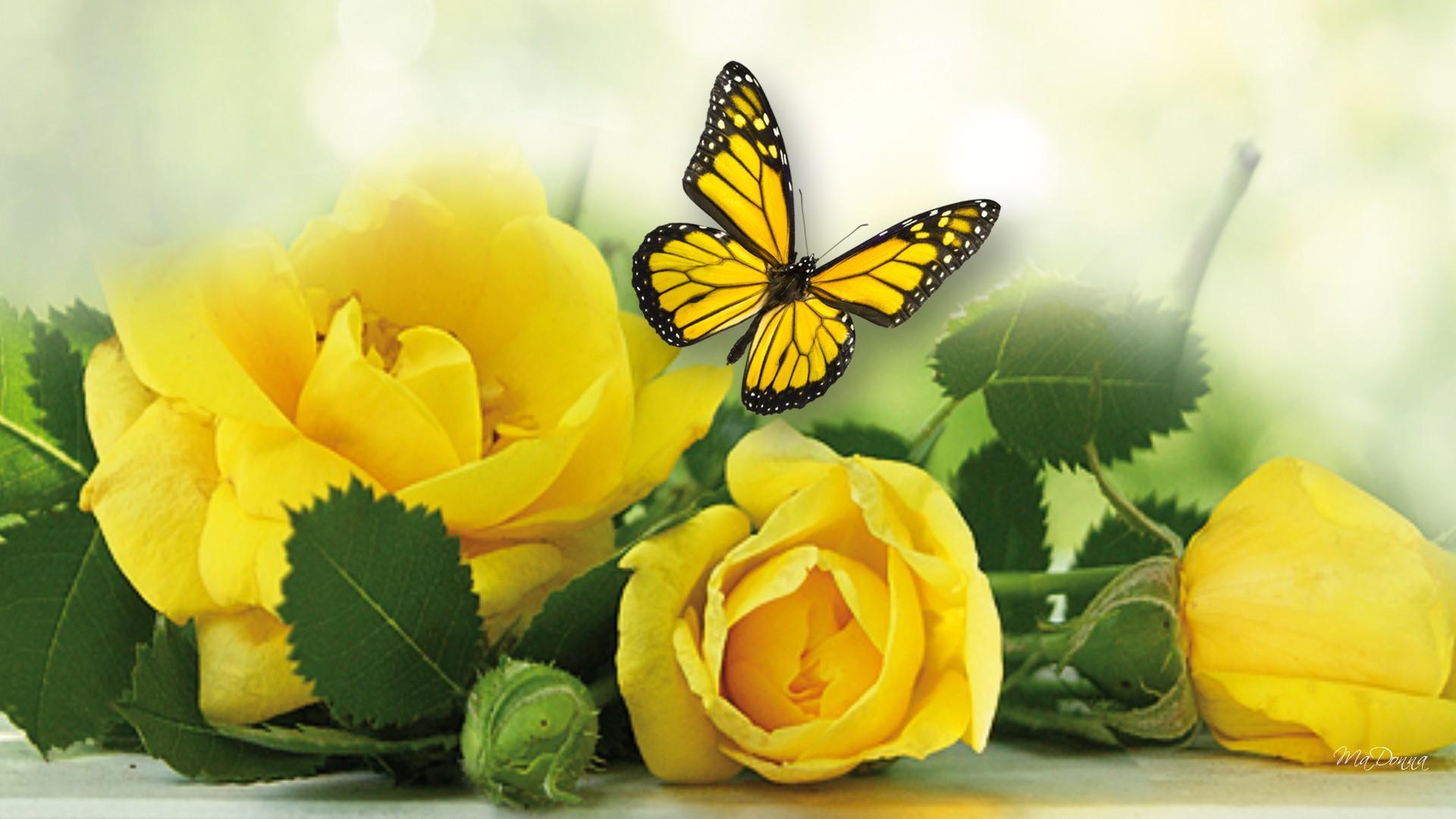 Funeral Flowers Wallpapers Top Free Funeral Flowers Backgrounds