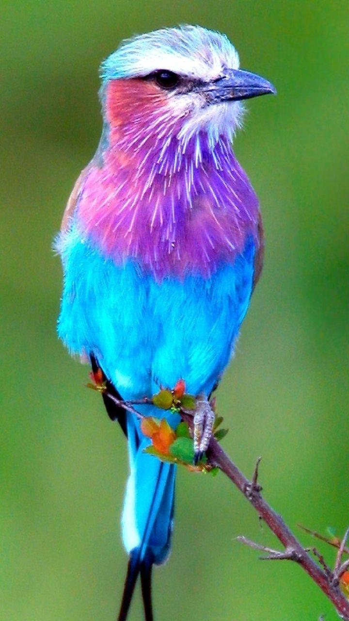 Bird Phone Wallpapers Top Free Bird Phone Backgrounds WallpaperAccess