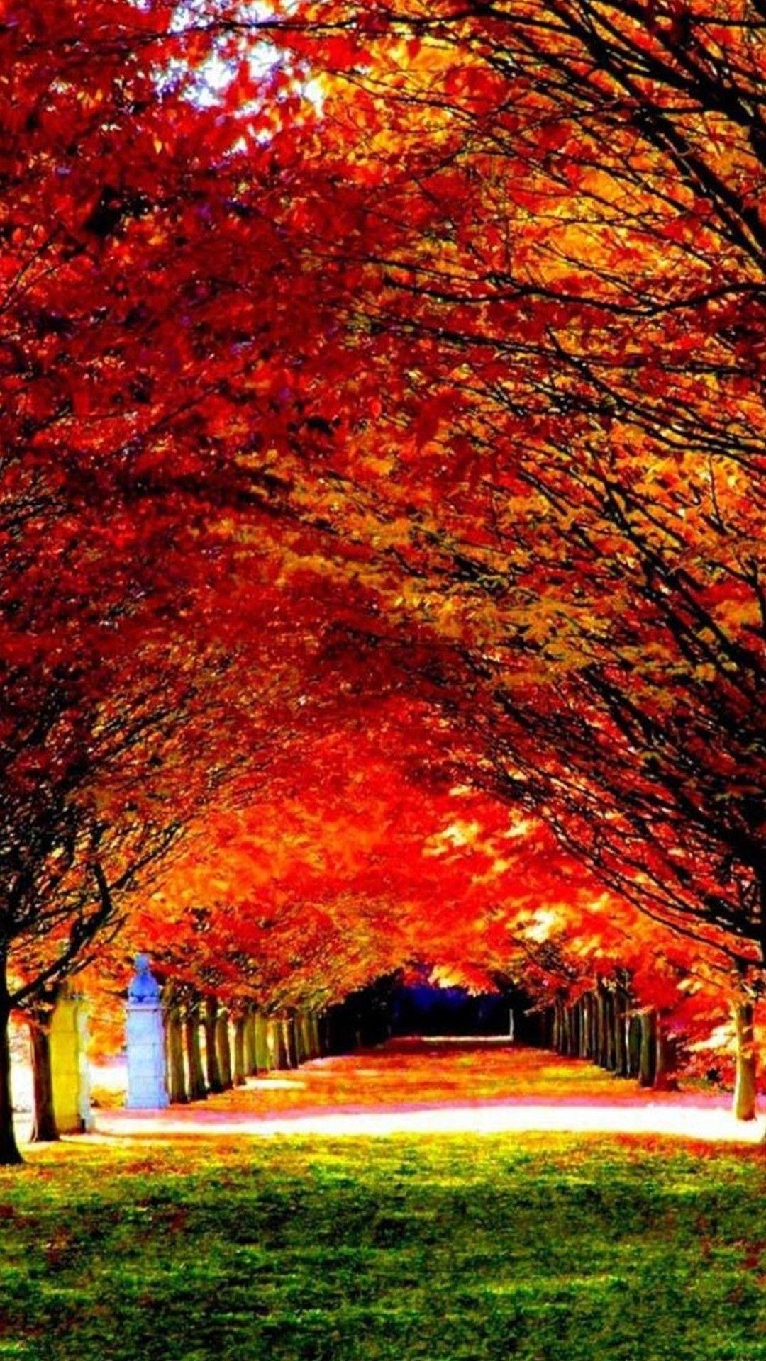 Phone Nature Wallpapers Top Free Phone Nature Backgrounds