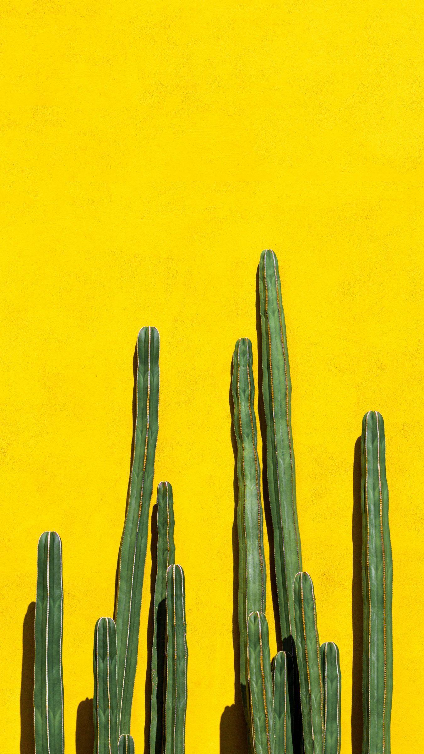 Yellow Cactus Wallpapers Top Free Yellow Cactus Backgrounds