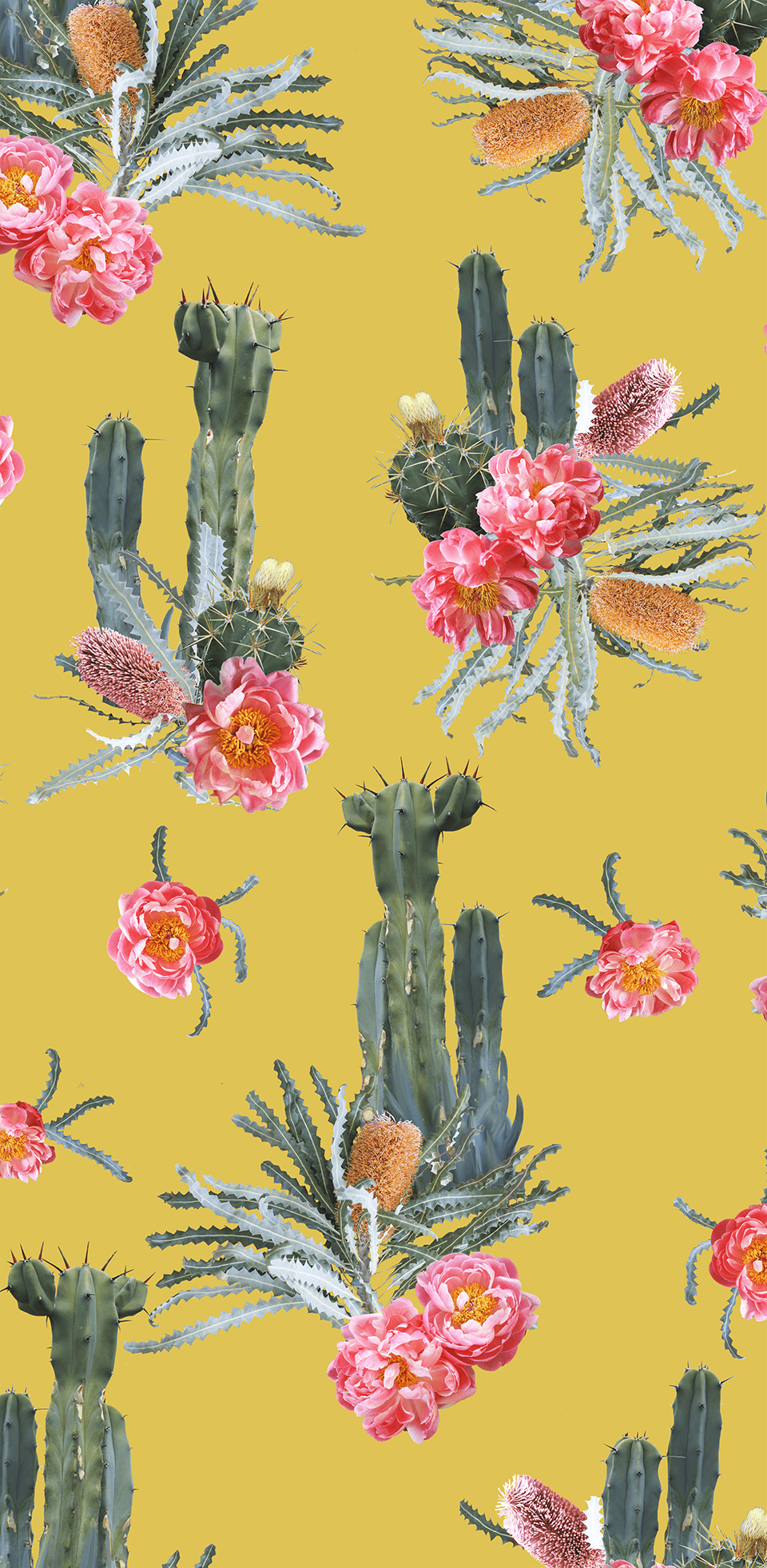 Yellow Cactus Wallpapers Top Free Yellow Cactus Backgrounds