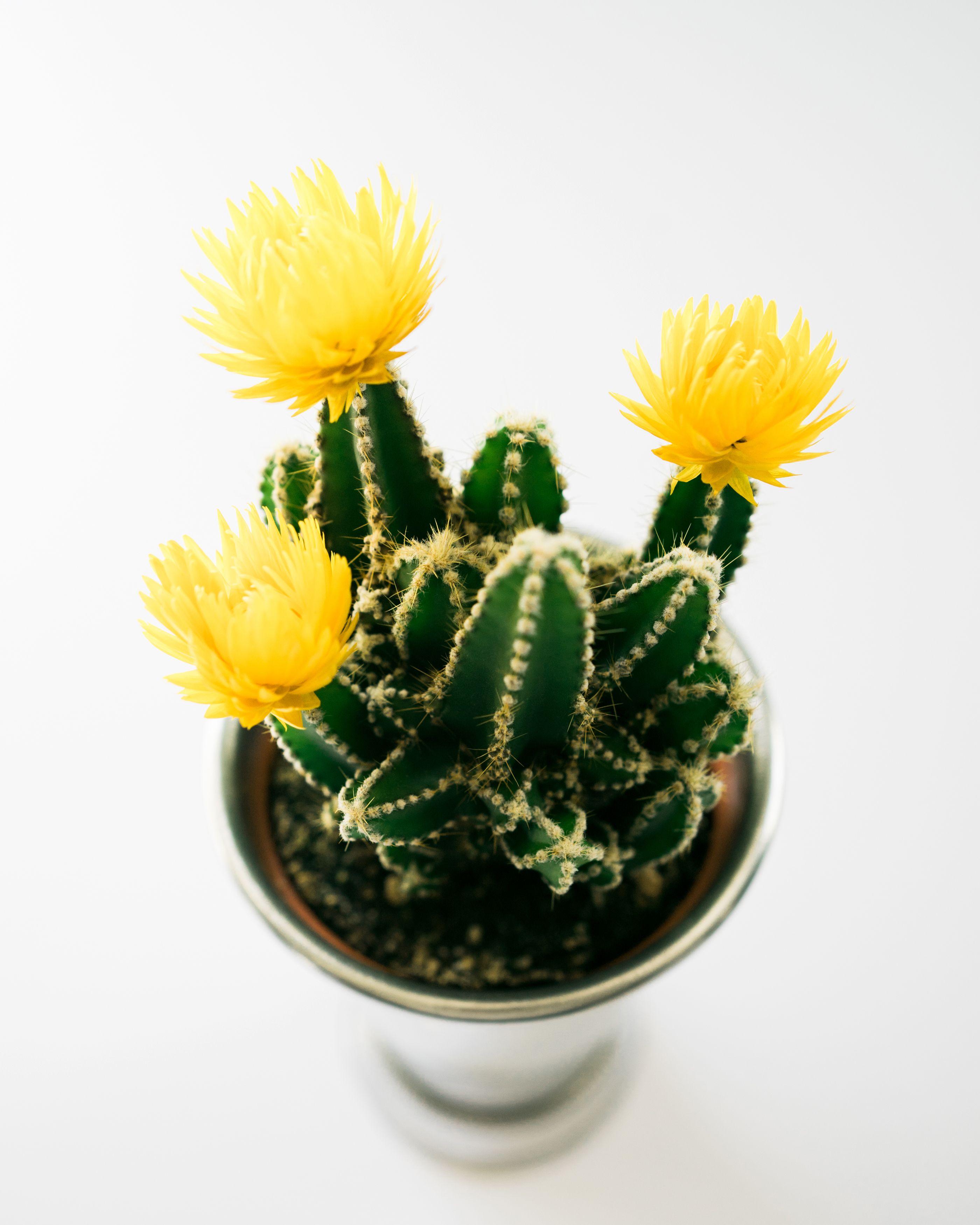 Yellow Cactus Wallpapers Top Free Yellow Cactus Backgrounds WallpaperAccess
