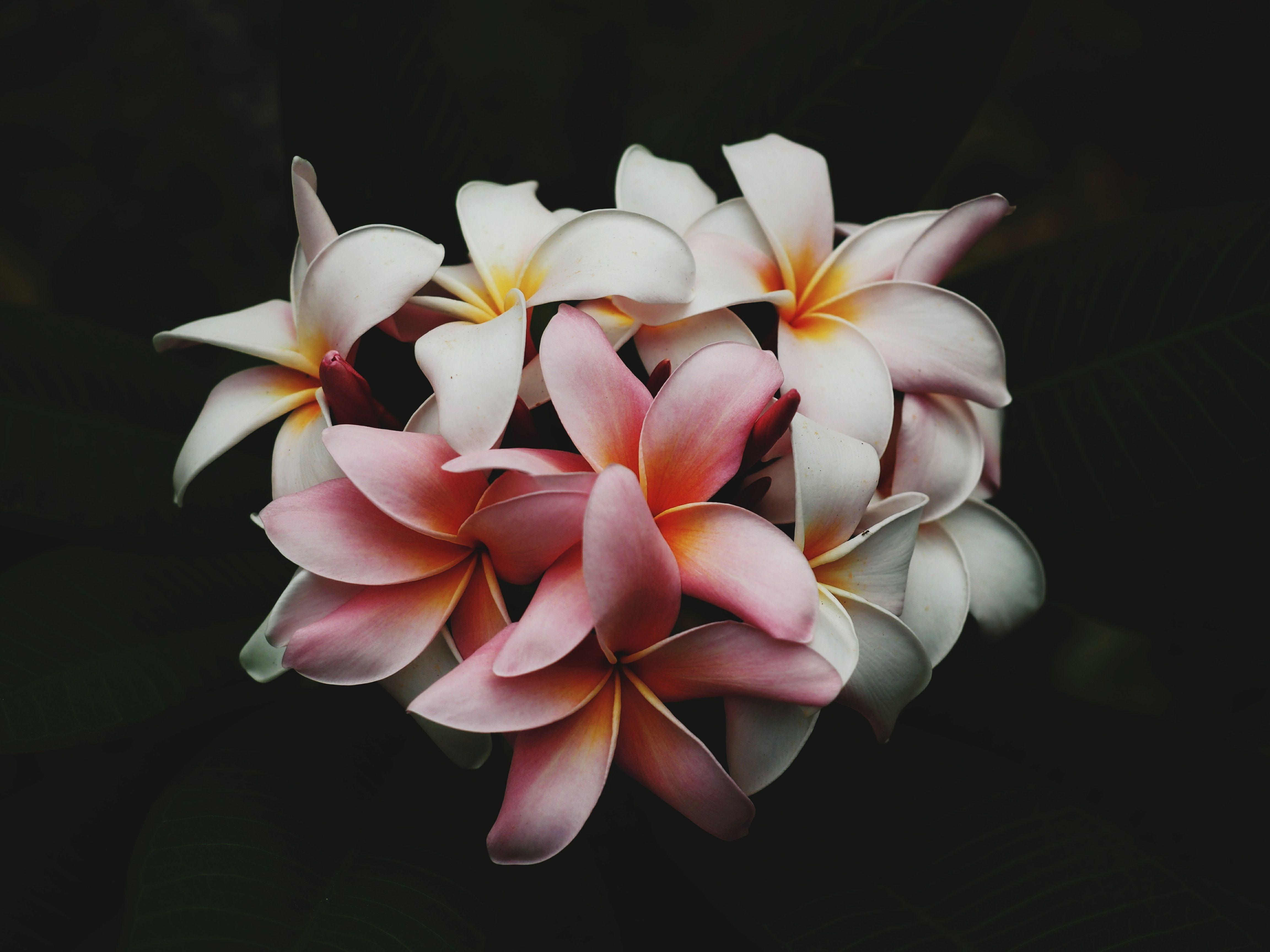 Black and White Tropical Flower Wallpapers Top Free Black and White