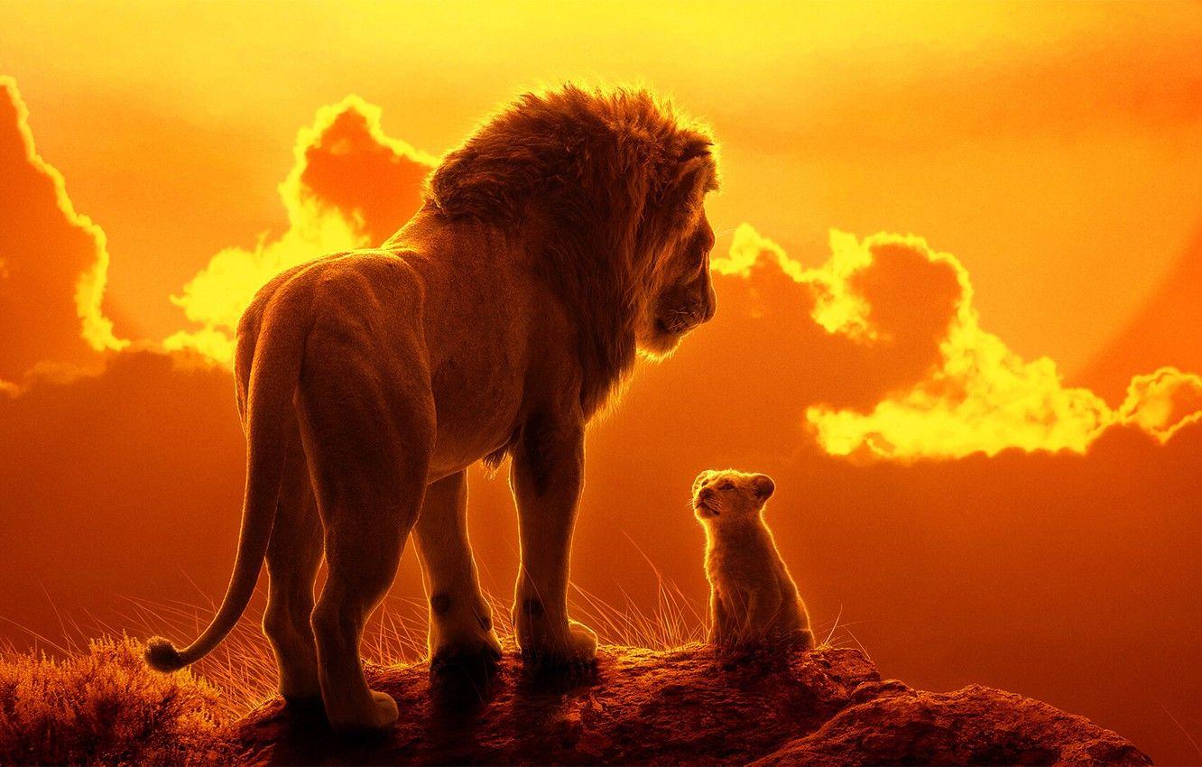 Lion Sunset Wallpapers Top Free Lion Sunset Backgrounds WallpaperAccess