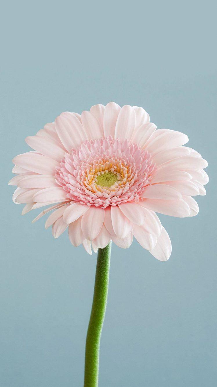 Vertical Flower Wallpapers Top Free Vertical Flower Backgrounds