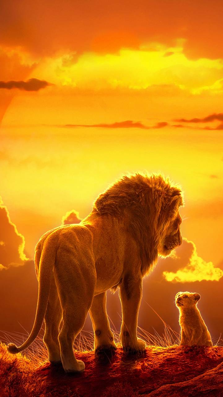 Lion Sunset Wallpapers Top Free Lion Sunset Backgrounds WallpaperAccess