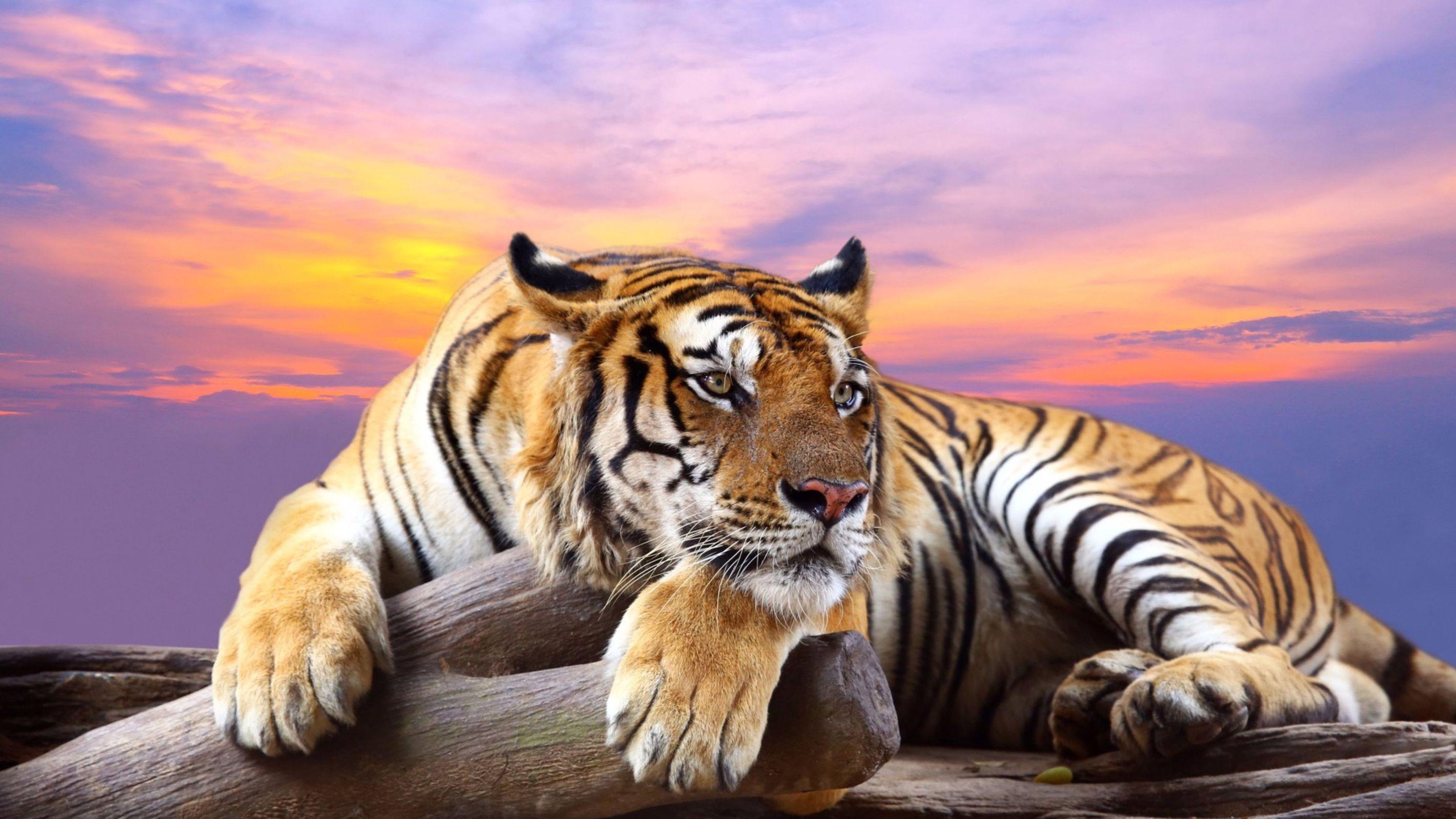 Animal Sunset Wallpapers Top Free Animal Sunset Backgrounds WallpaperAccess