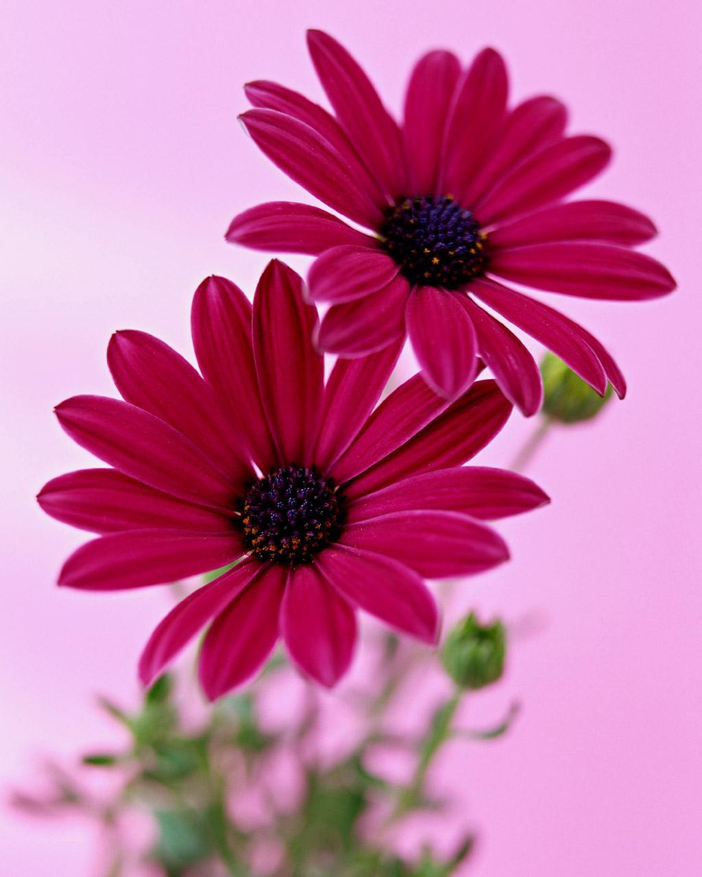 Vertical Flower Wallpapers Top Free Vertical Flower Backgrounds