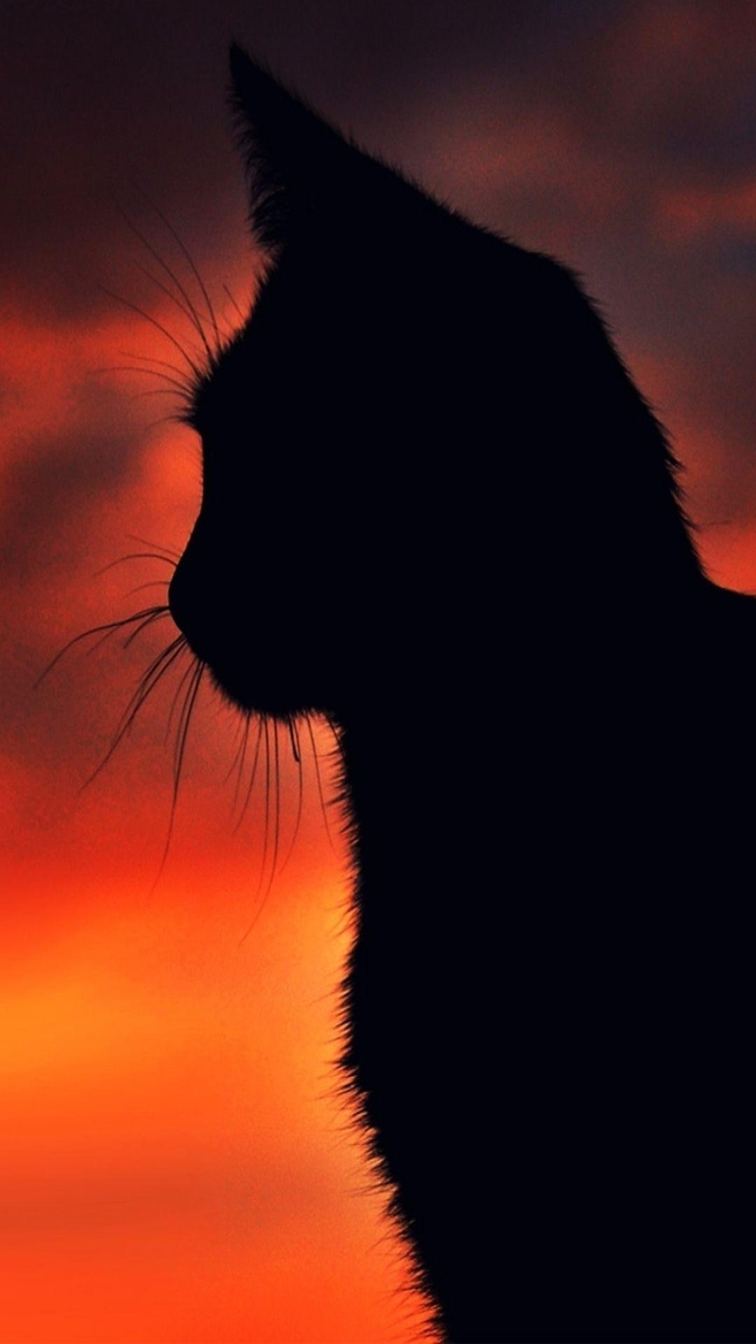 Animal Sunset Wallpapers Top Free Animal Sunset Backgrounds WallpaperAccess