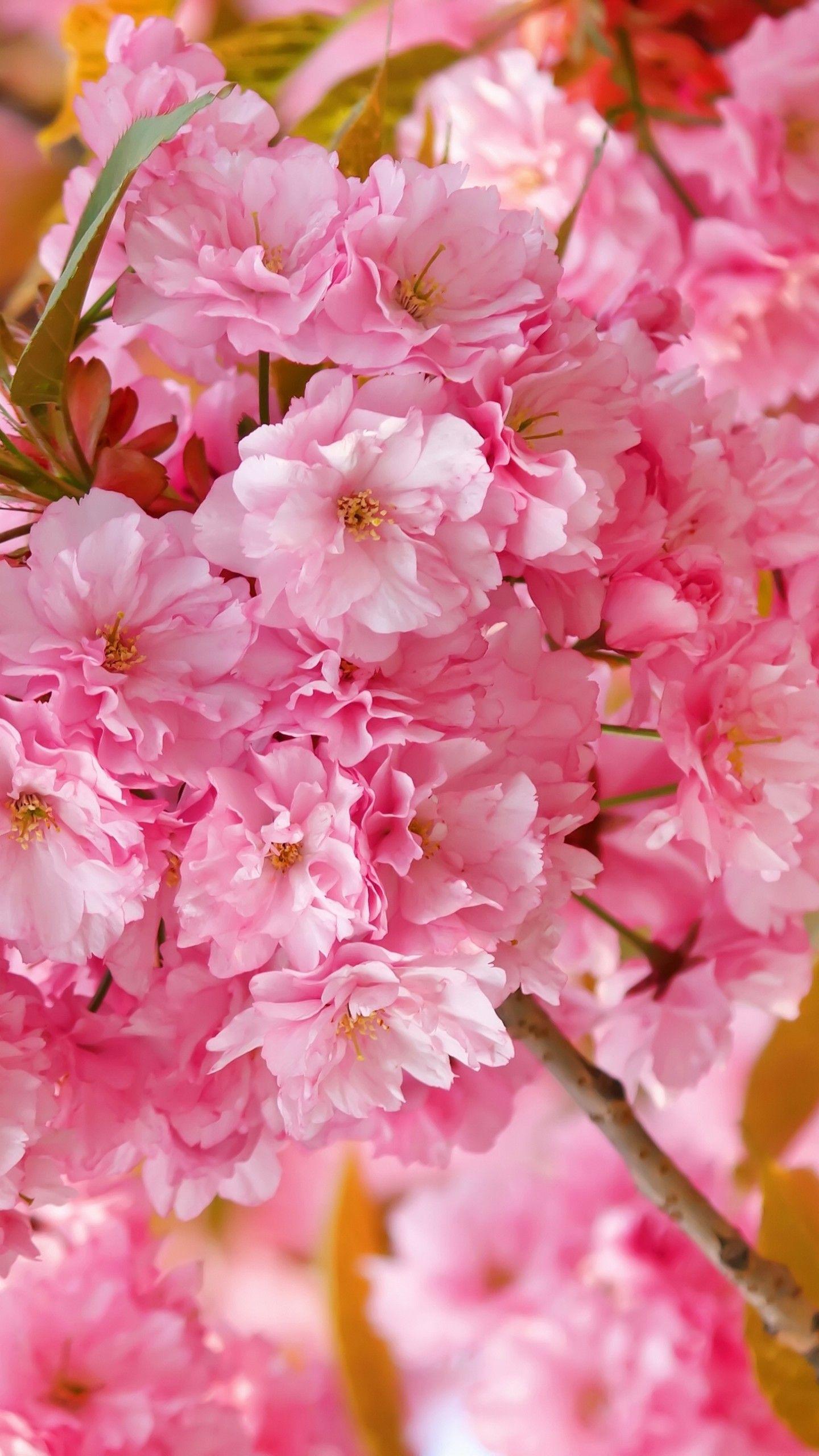 Pink Sakura Wallpapers Top Free Pink Sakura Backgrounds WallpaperAccess