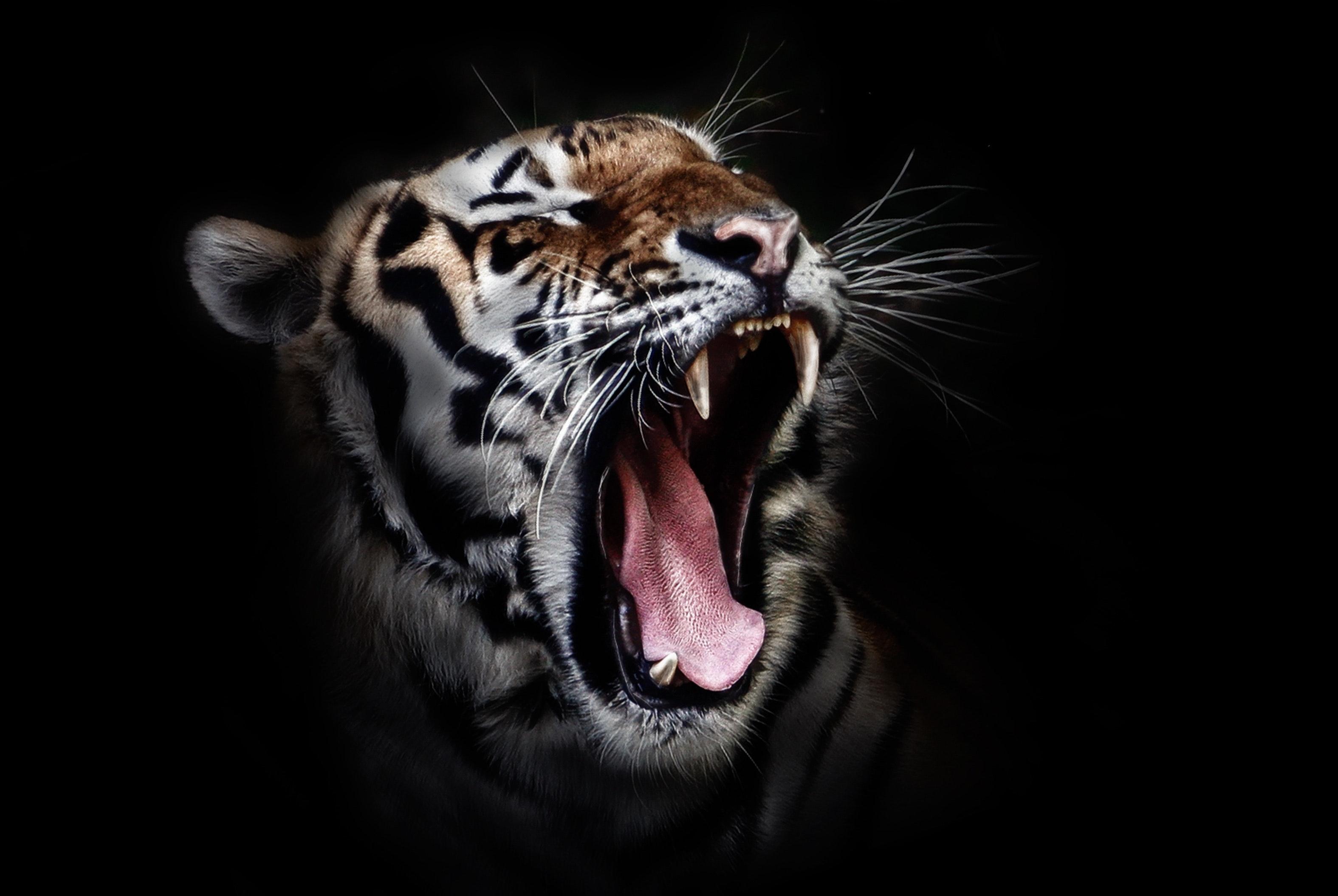 Tiger Roar Wallpapers Top Free Tiger Roar Backgrounds WallpaperAccess