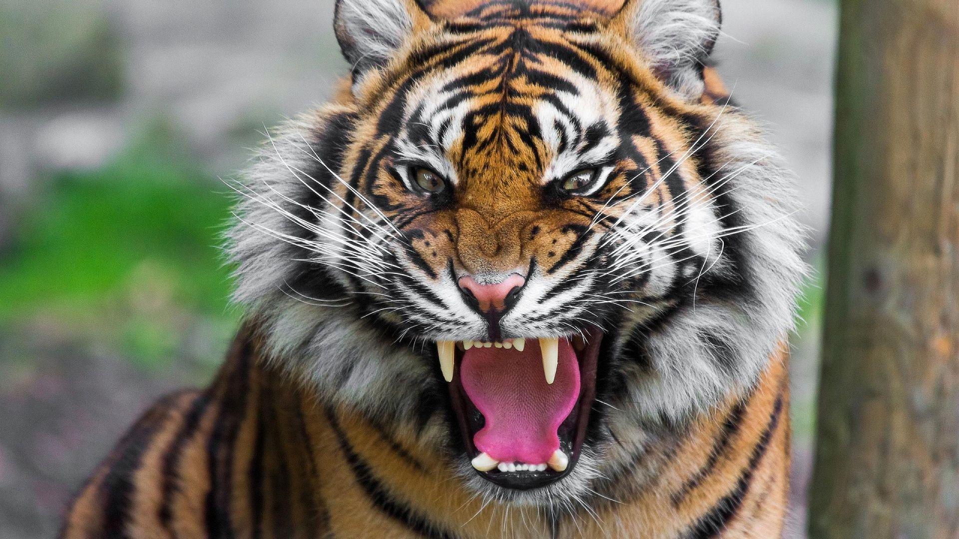 Tiger Roar Wallpapers Top Free Tiger Roar Backgrounds WallpaperAccess