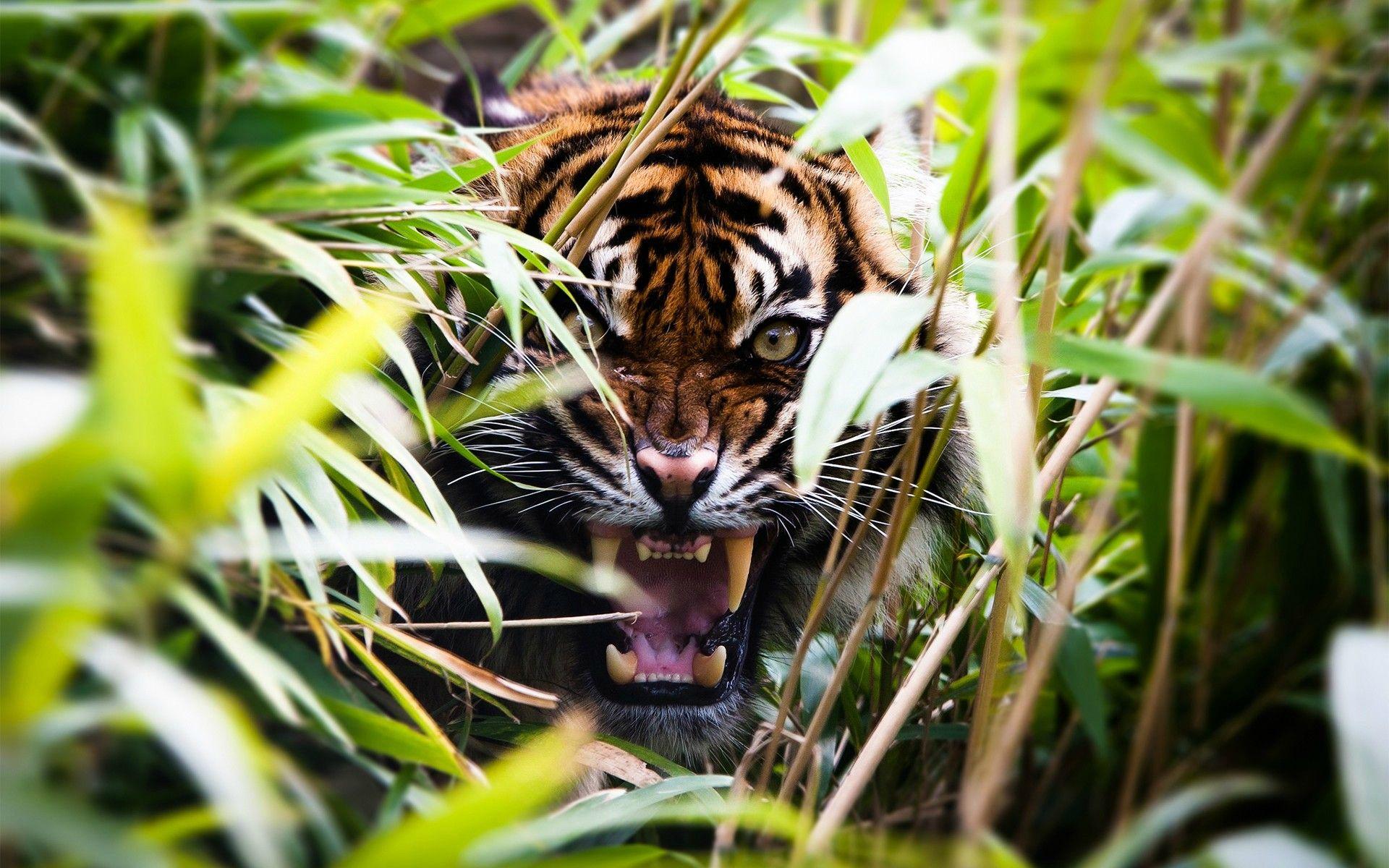 Tiger Roar Wallpapers Top Free Tiger Roar Backgrounds WallpaperAccess