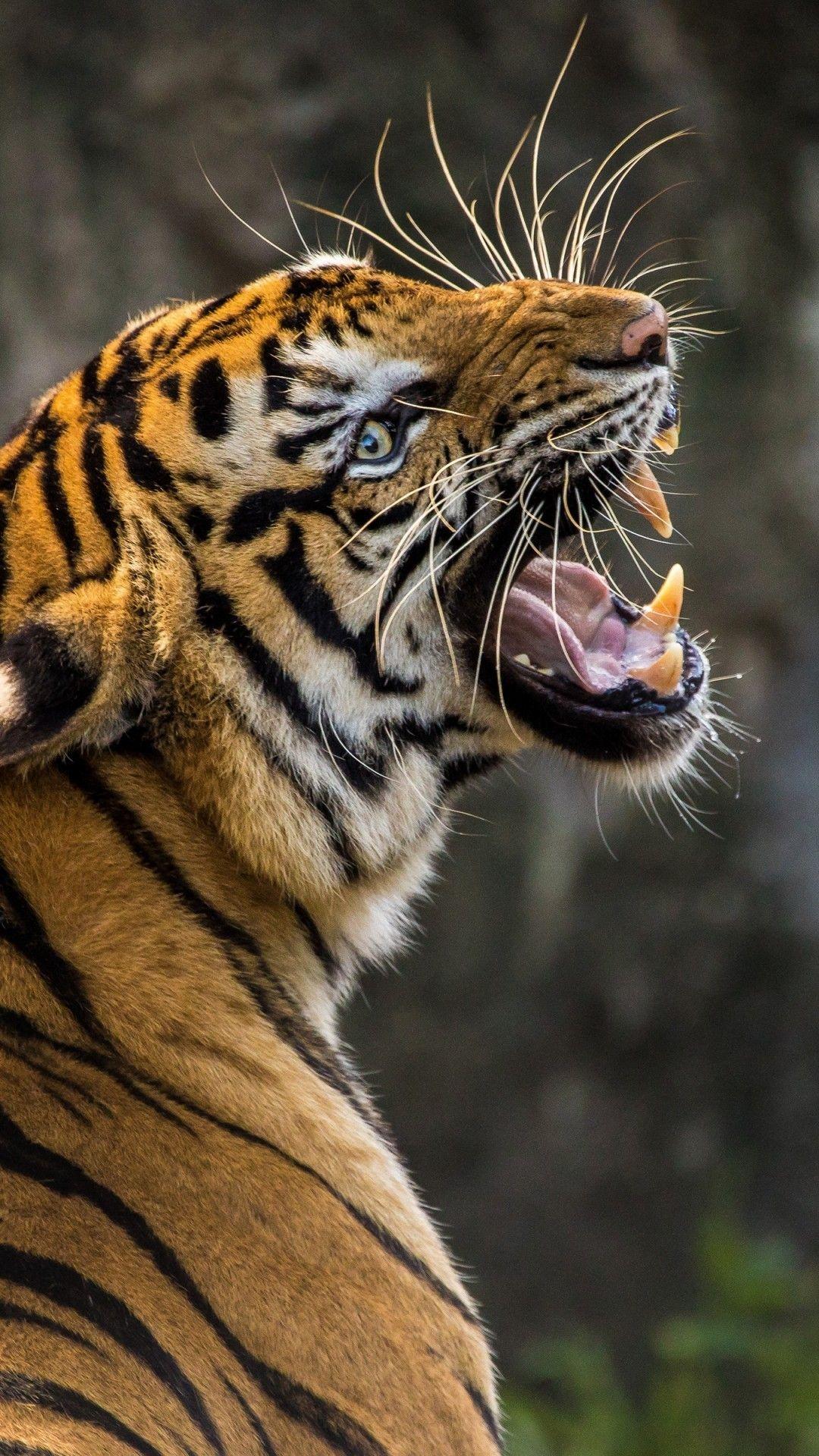 Tiger Roar Wallpapers Top Free Tiger Roar Backgrounds WallpaperAccess