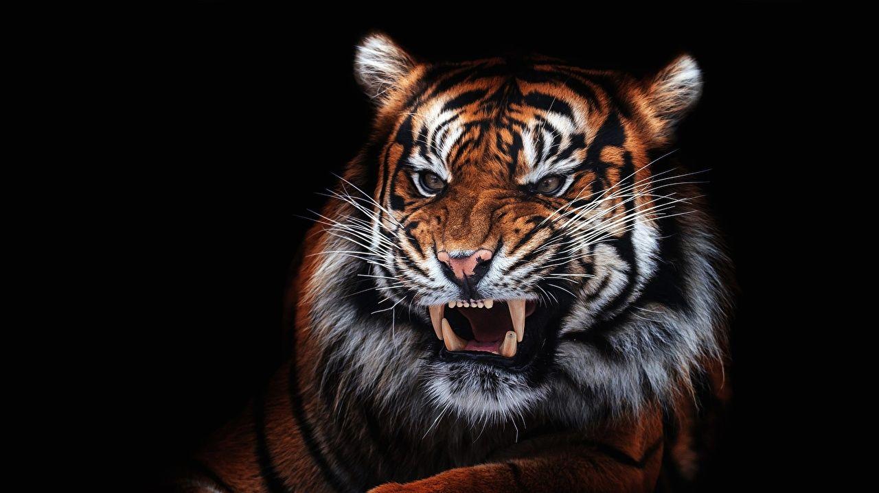 Tiger Roar Wallpapers Top Free Tiger Roar Backgrounds WallpaperAccess
