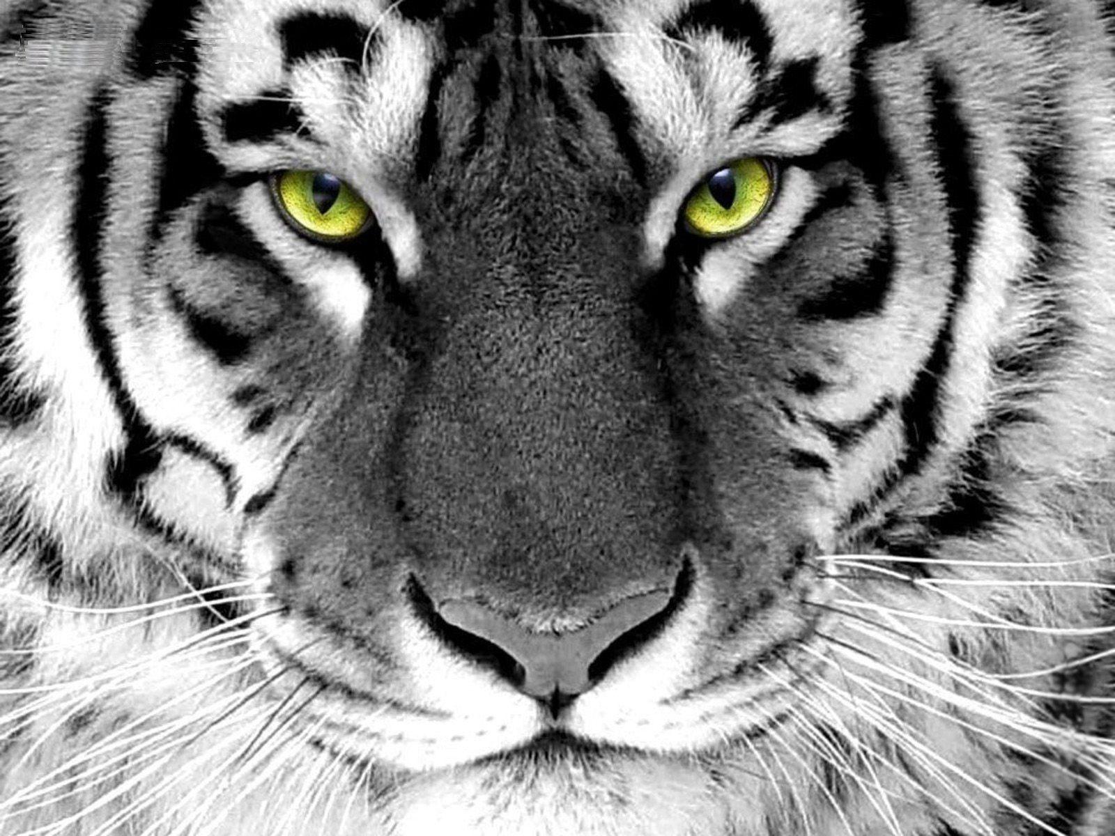 Tiger Roar Wallpapers Top Free Tiger Roar Backgrounds WallpaperAccess