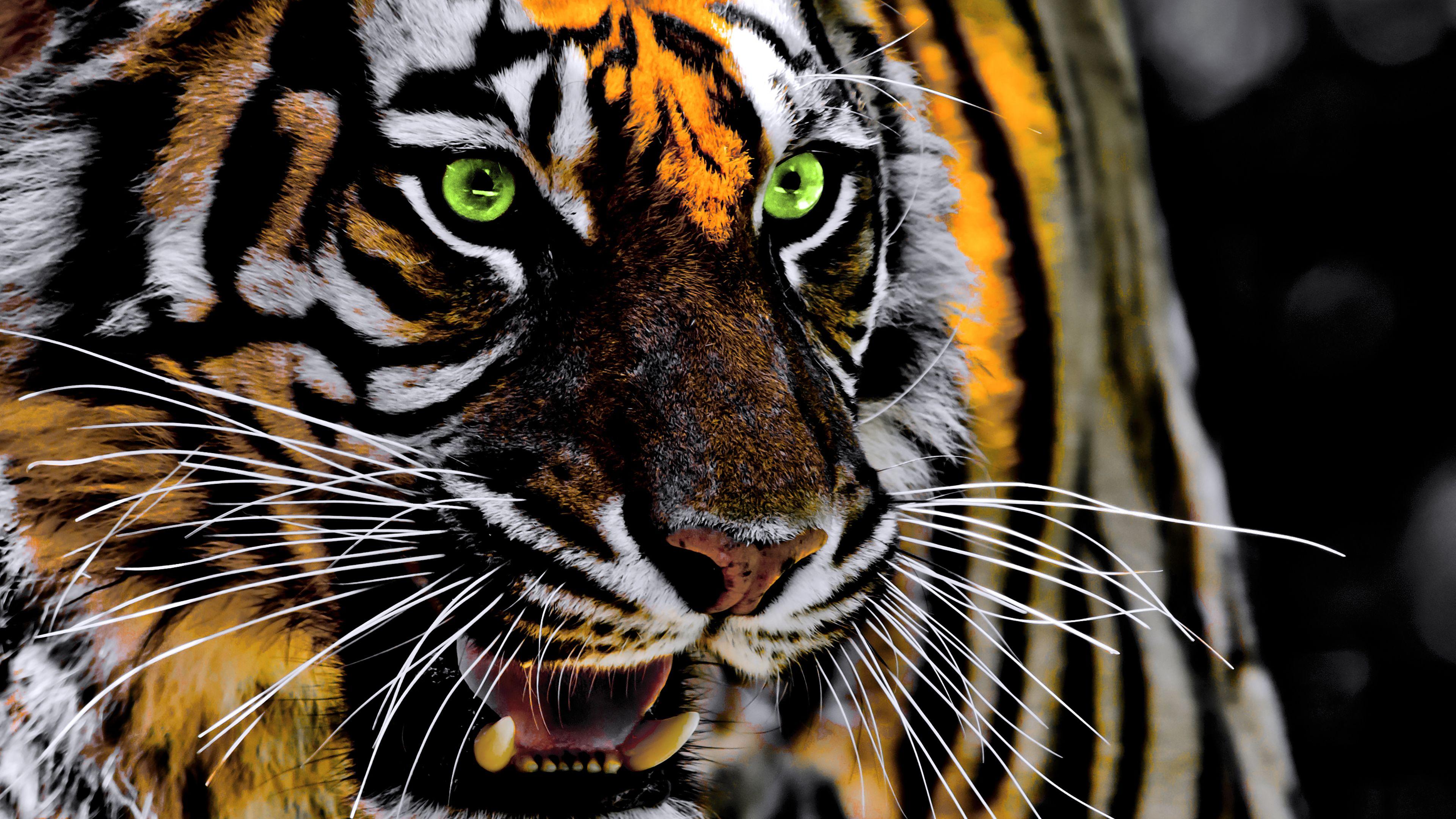 Tiger Roar Wallpapers Top Free Tiger Roar Backgrounds WallpaperAccess