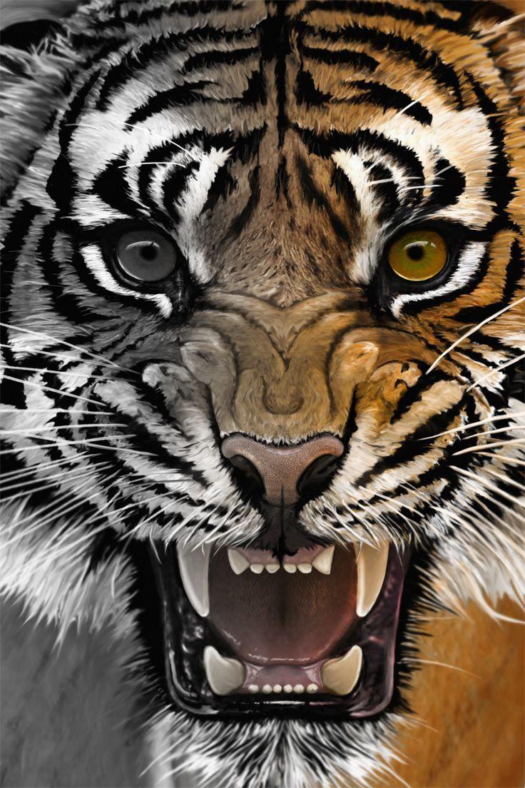 Tiger Roar Wallpapers Top Free Tiger Roar Backgrounds WallpaperAccess
