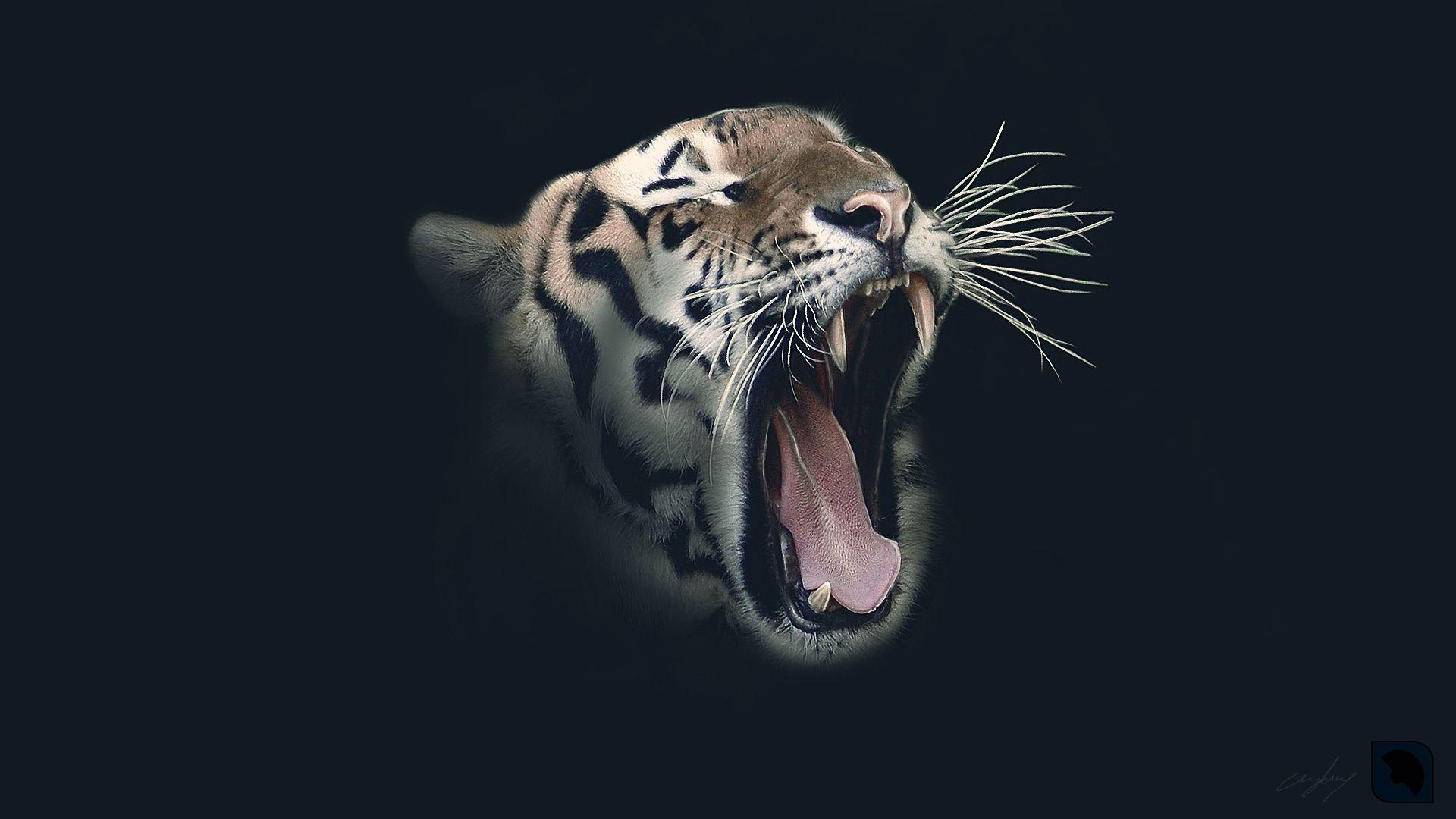 Tiger Roar Wallpapers Top Free Tiger Roar Backgrounds WallpaperAccess