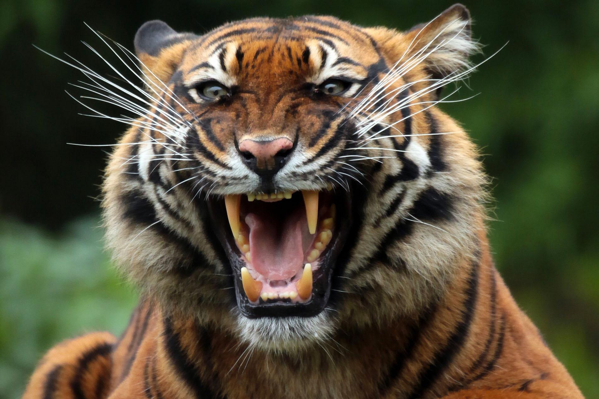 Tiger Roar Wallpapers Top Free Tiger Roar Backgrounds WallpaperAccess
