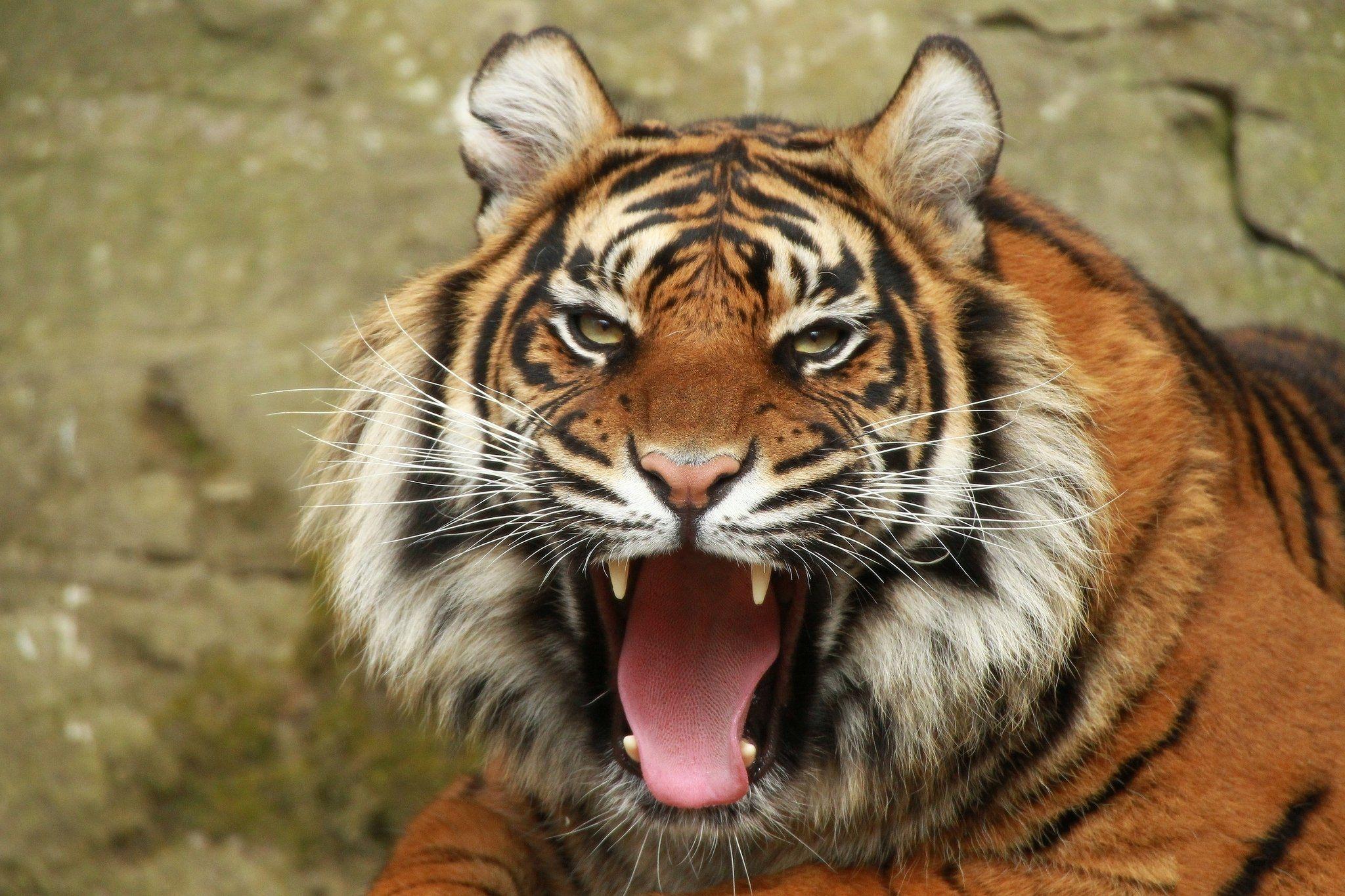 Tiger Roar Wallpapers Top Free Tiger Roar Backgrounds WallpaperAccess