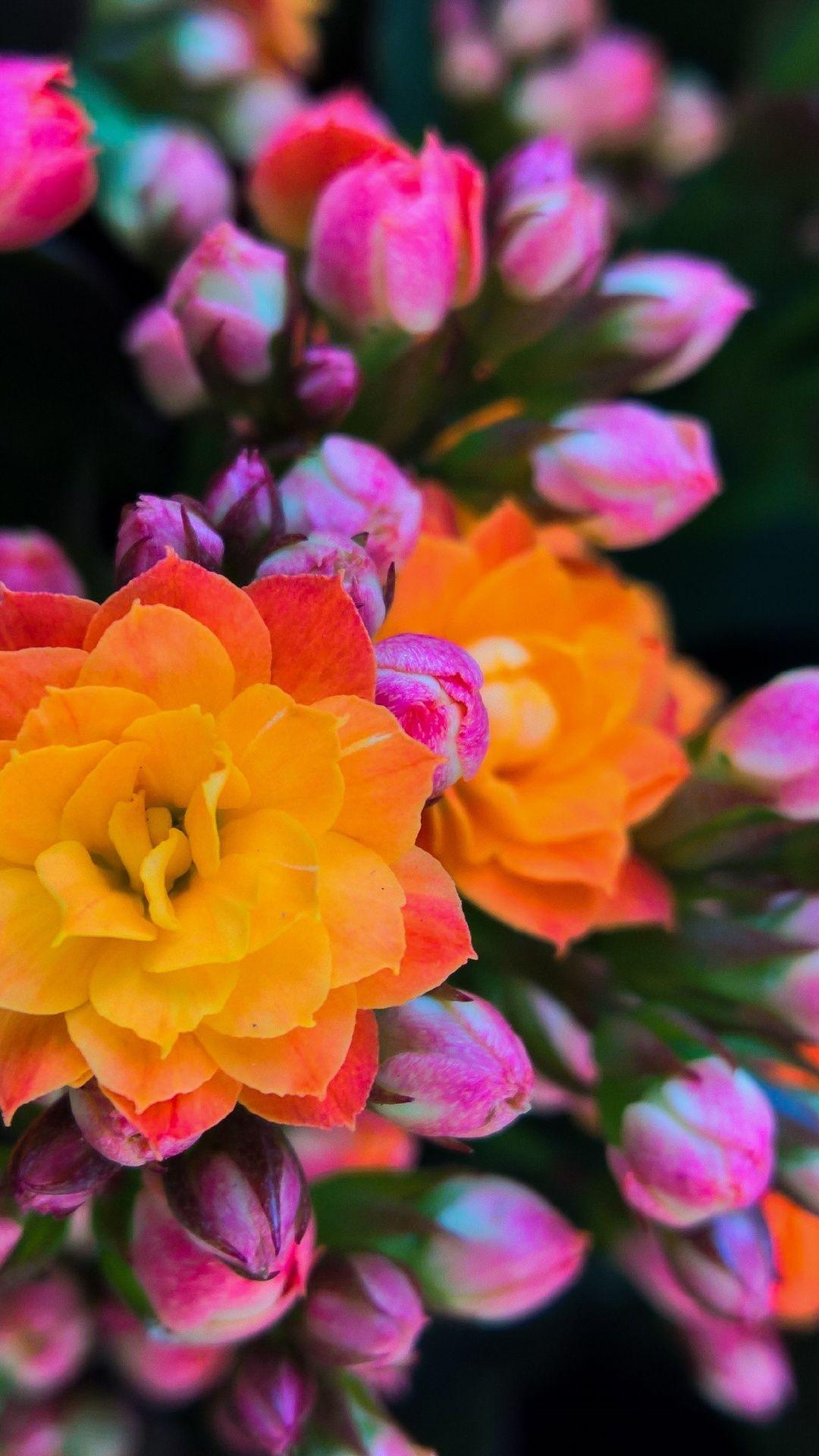 Pink and Yellow Flowers Wallpapers Top Free Pink and Yellow Flowers