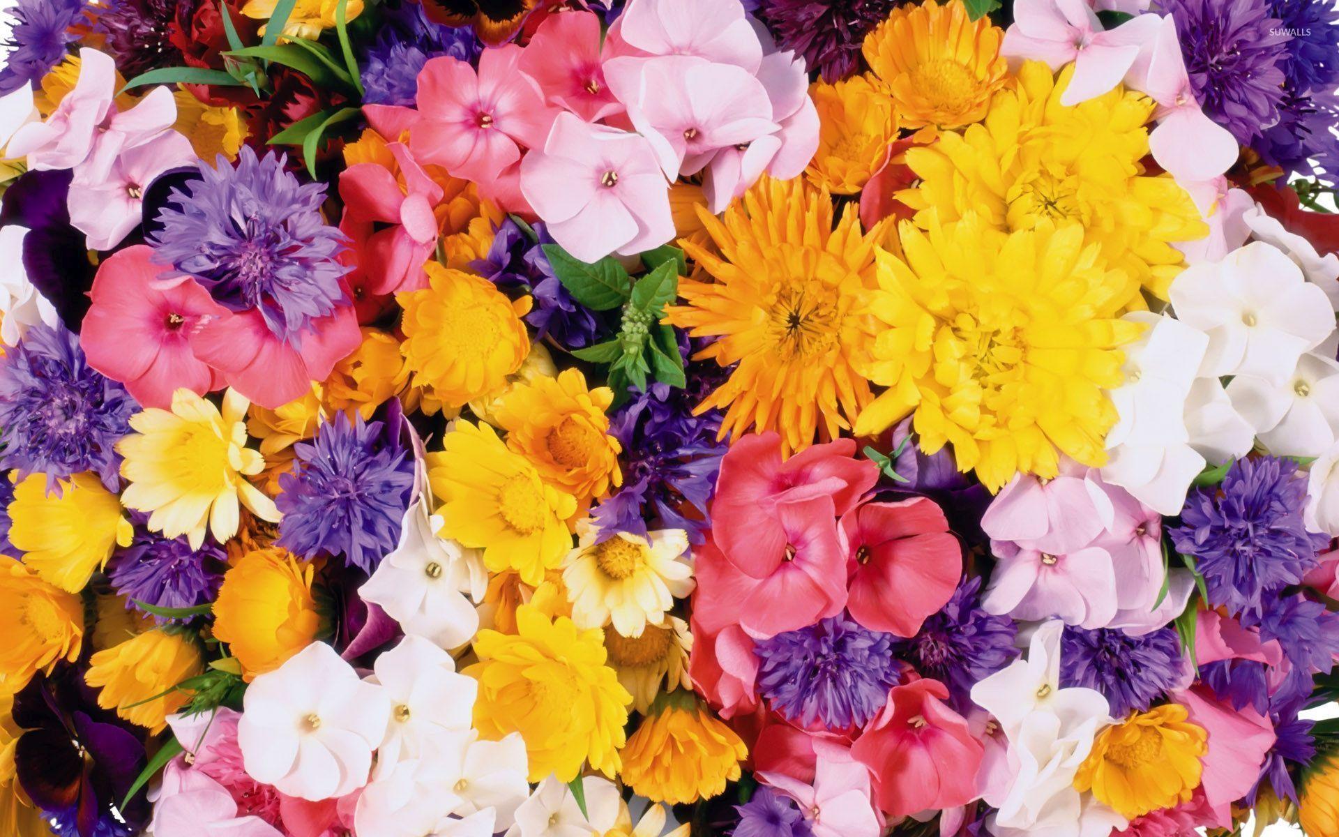 Pink and Yellow Flowers Wallpapers Top Free Pink and Yellow Flowers Backgrounds WallpaperAccess