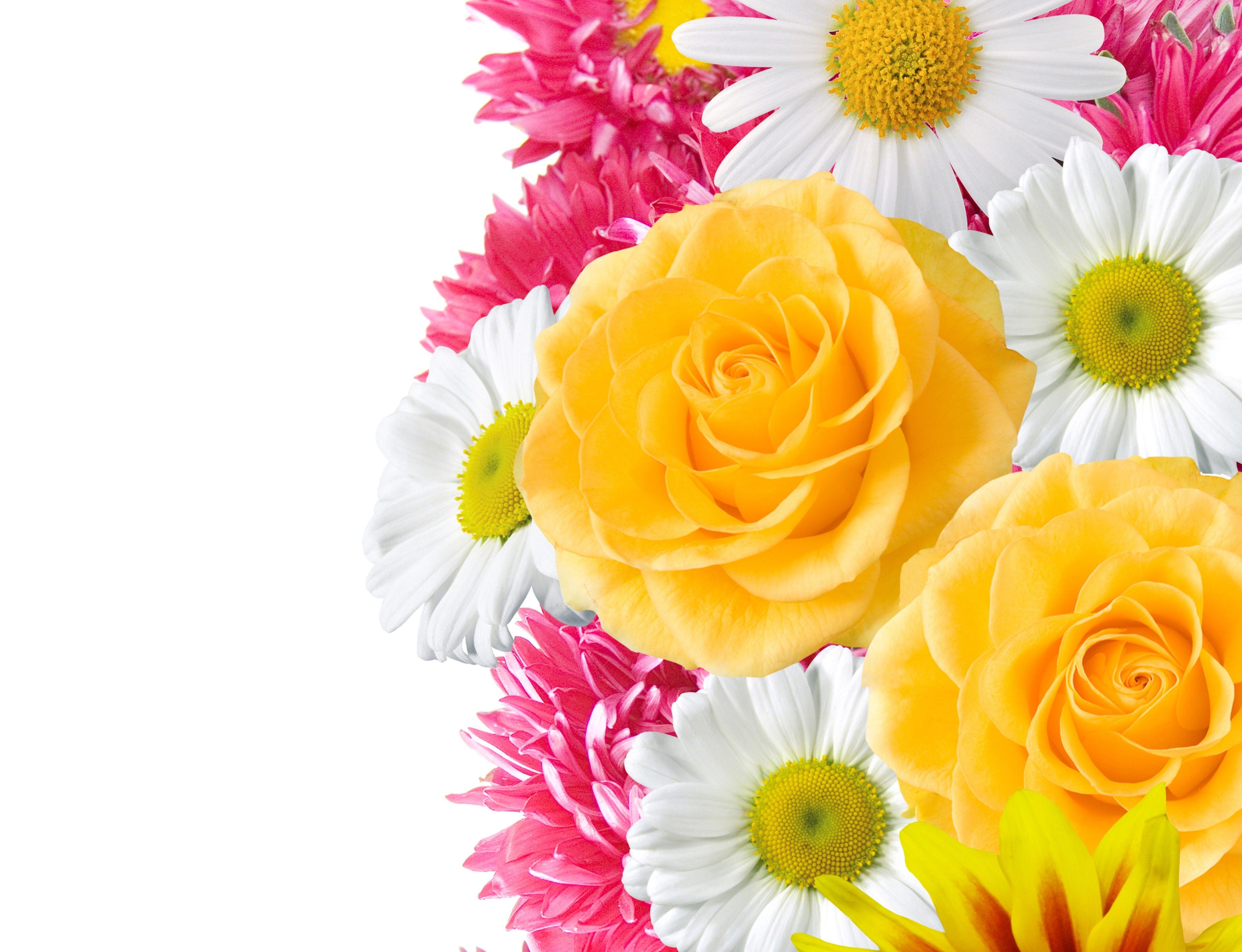 Pink and Yellow Flowers Wallpapers Top Free Pink and Yellow Flowers