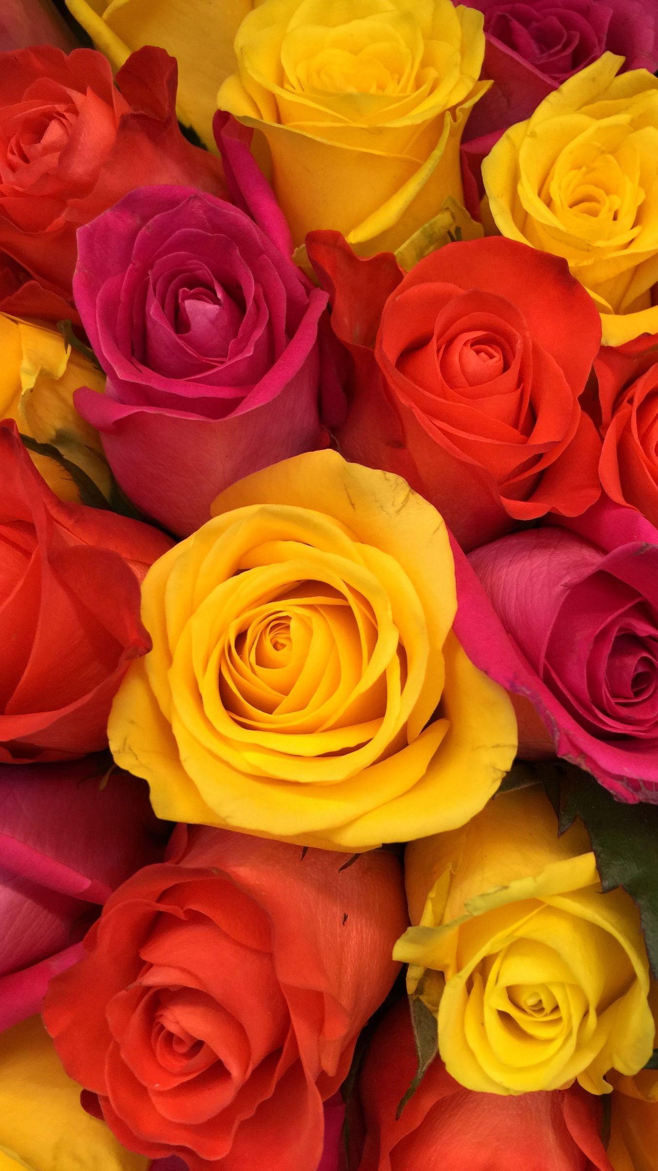 Pink and Yellow Flowers Wallpapers Top Free Pink and Yellow Flowers