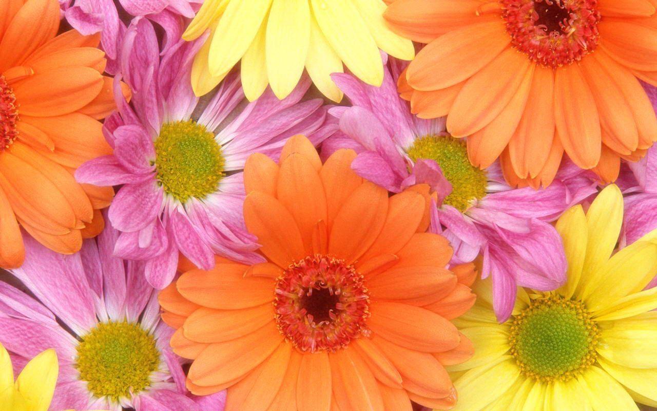 Pink Yellow Flower Wallpapers Top Free Pink Yellow Flower Backgrounds