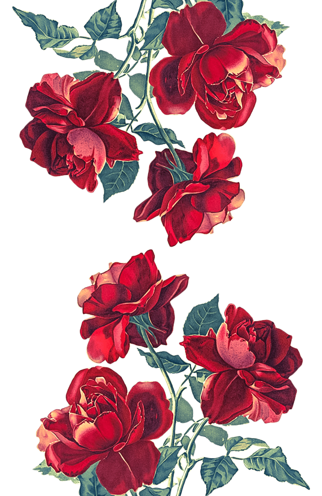 Red Roses Art Wallpapers Top Free Red Roses Art Backgrounds