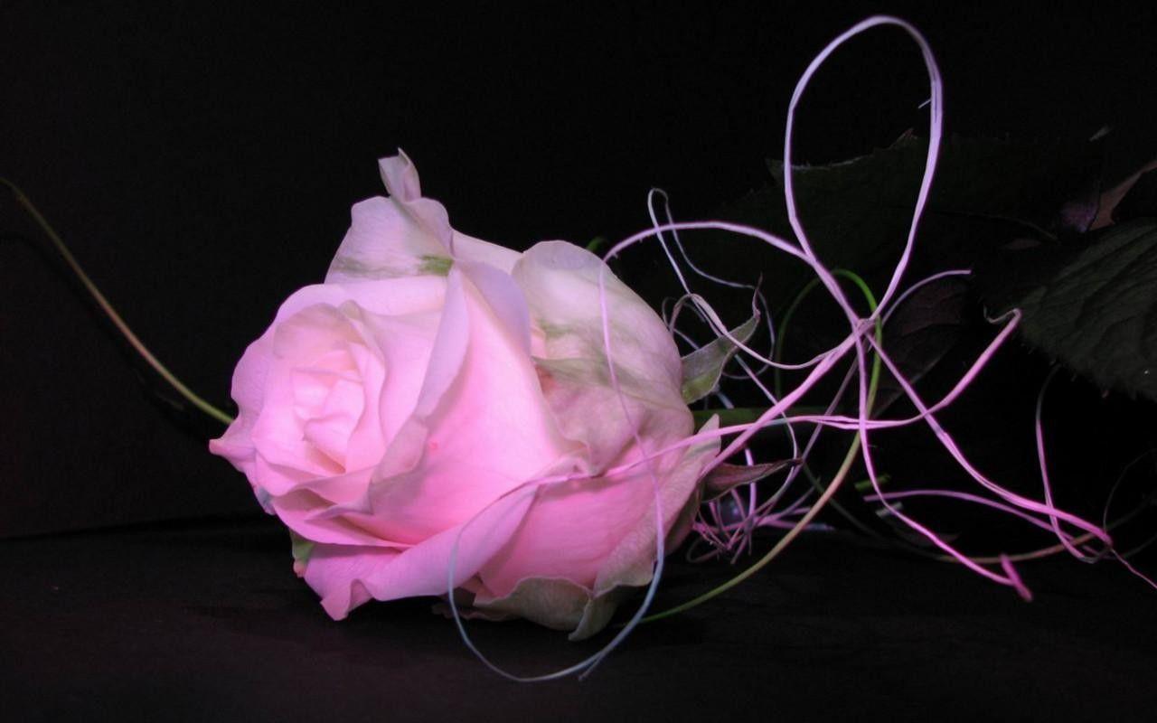 Black and Pink Floral Wallpapers Top Free Black and Pink Floral