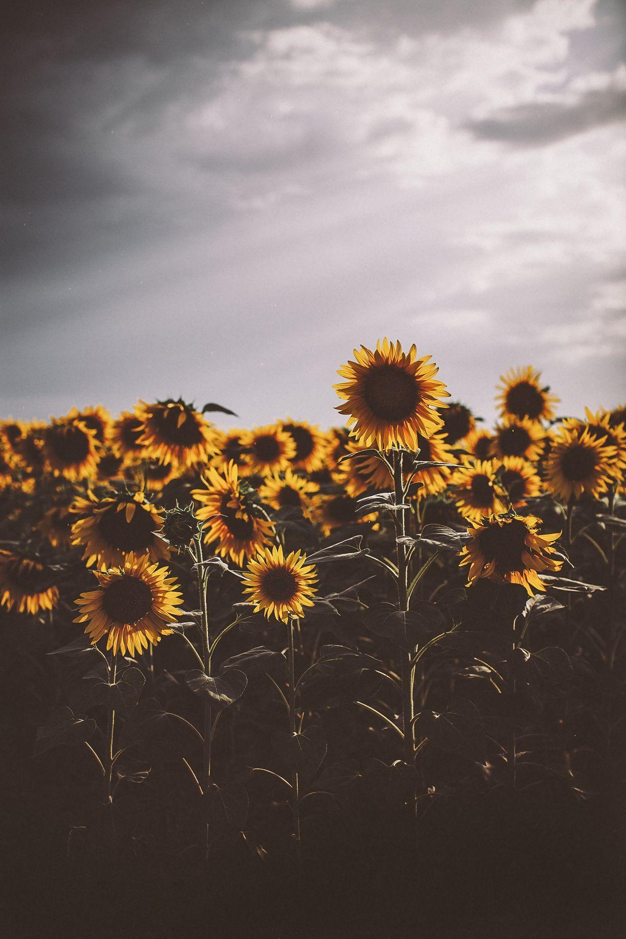 Dark Sunflower Wallpapers Top Free Dark Sunflower Backgrounds