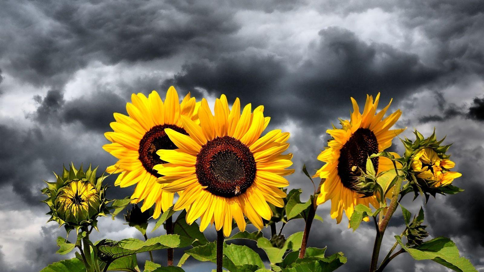 Dark Sunflower Wallpapers Top Free Dark Sunflower Backgrounds