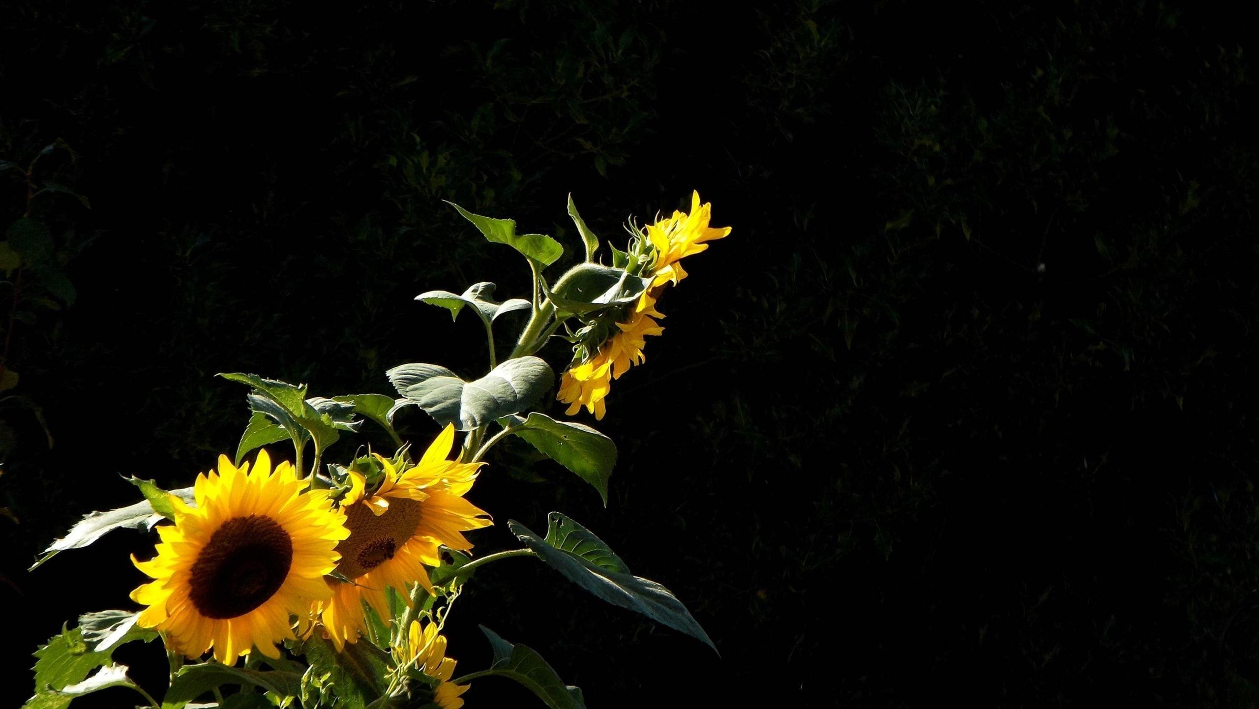 Dark Sunflower Wallpapers Top Free Dark Sunflower Backgrounds