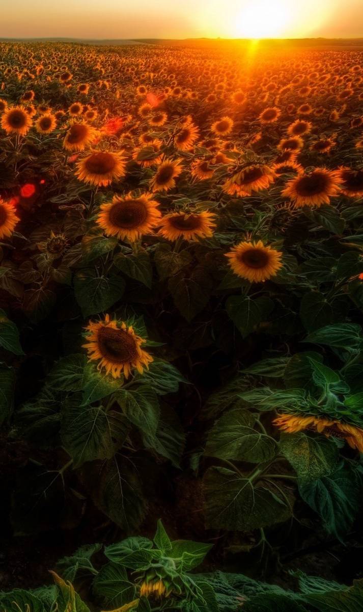 Dark Sunflower Wallpapers Top Free Dark Sunflower Backgrounds