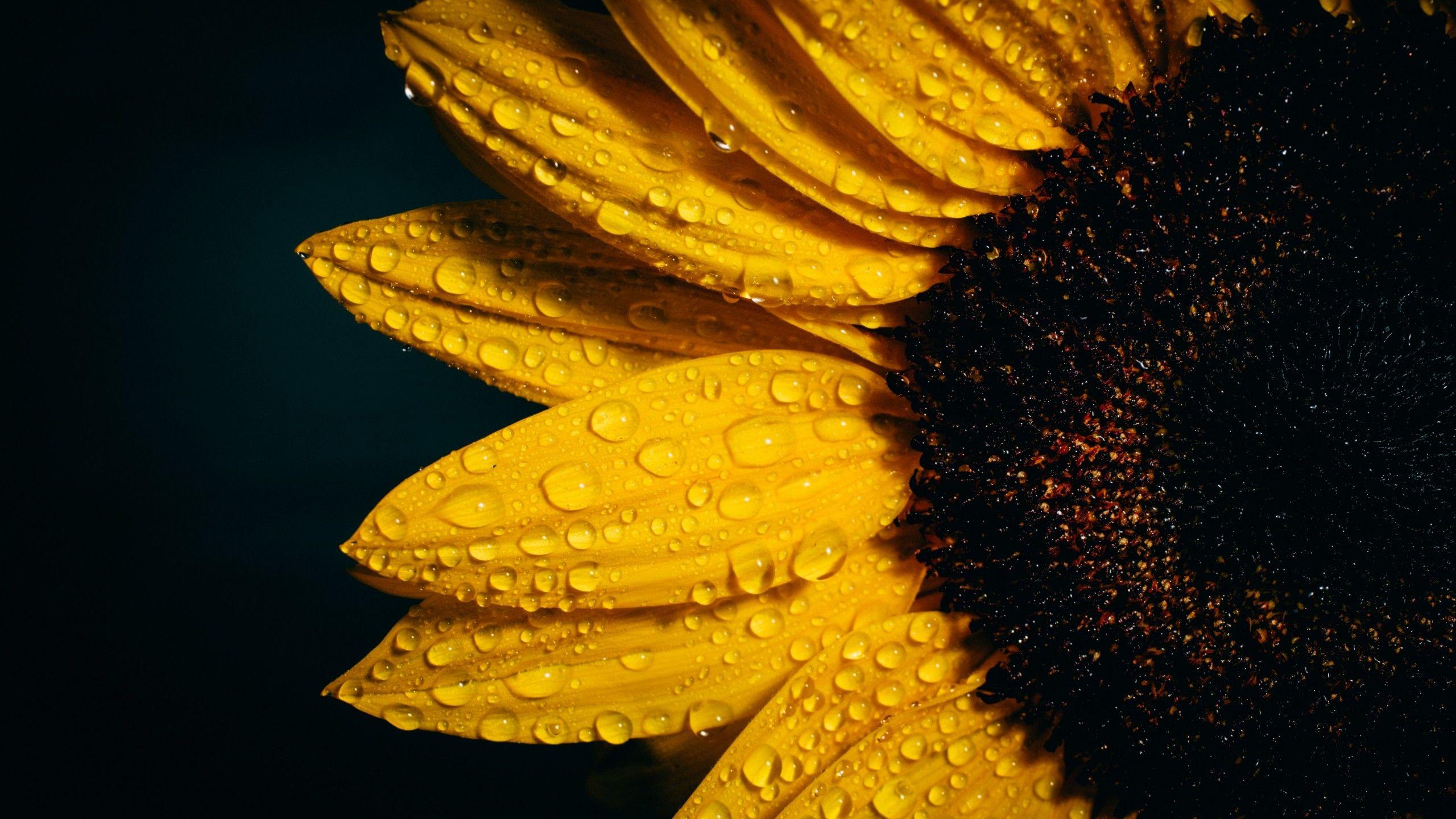 Dark Sunflower Wallpapers Top Free Dark Sunflower Backgrounds