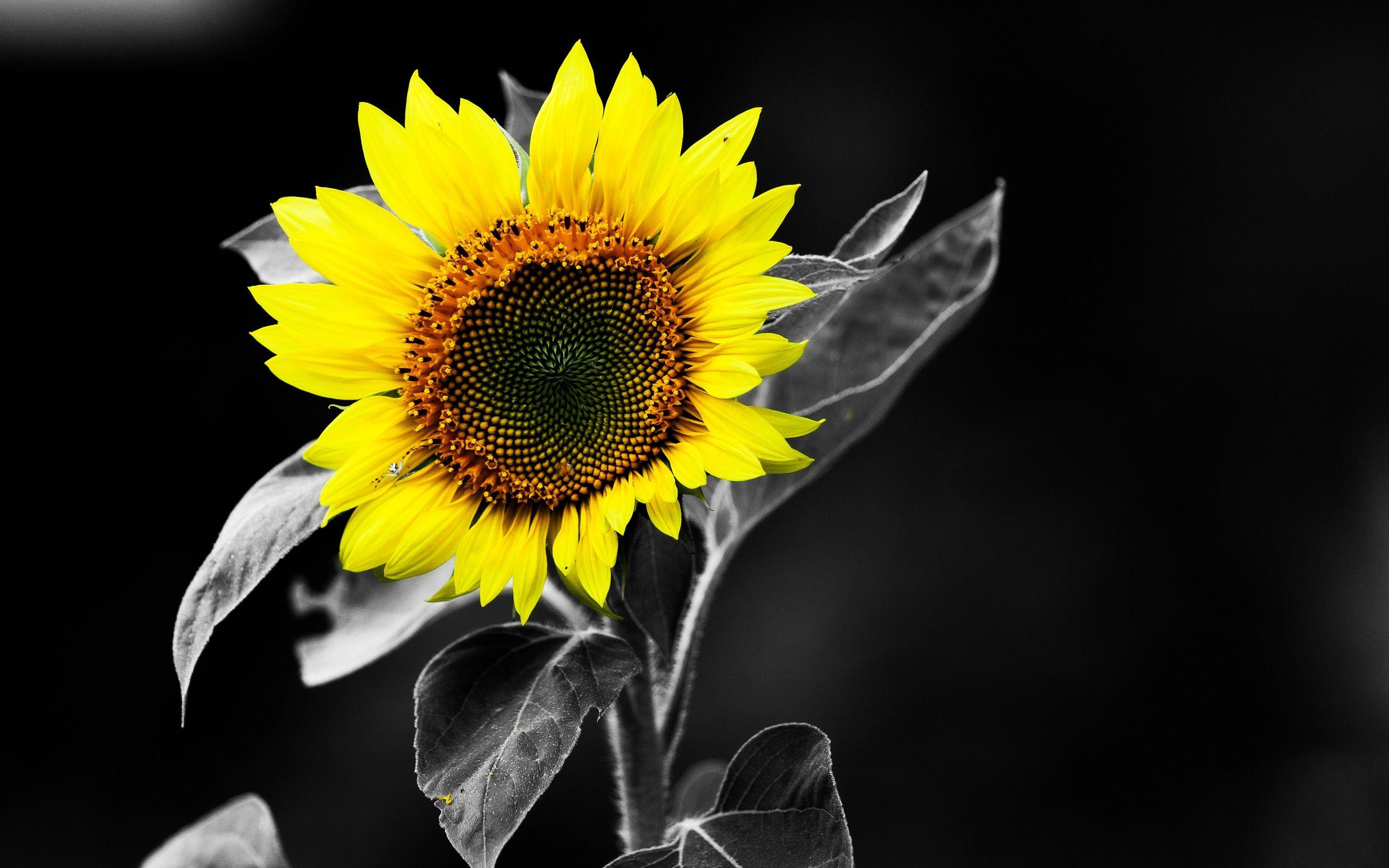 Dark Sunflower Wallpapers Top Free Dark Sunflower Backgrounds