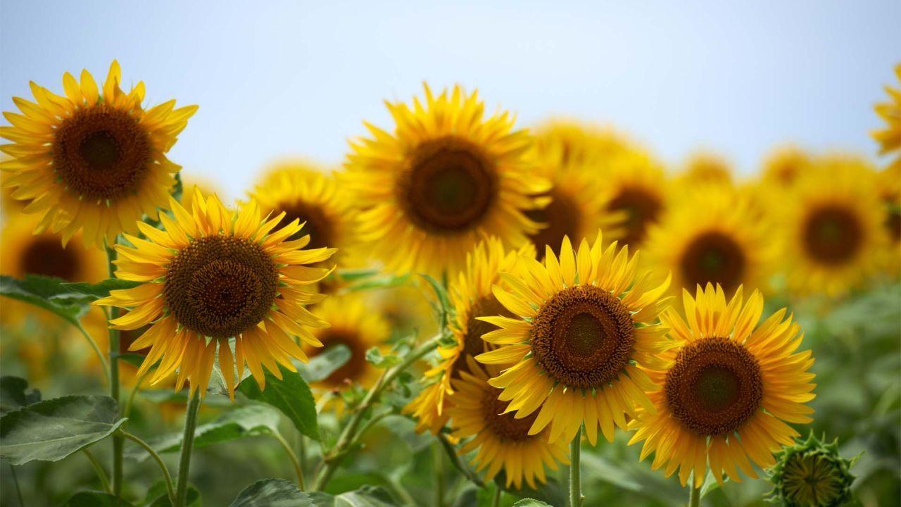 Dark Sunflower Wallpapers Top Free Dark Sunflower Backgrounds