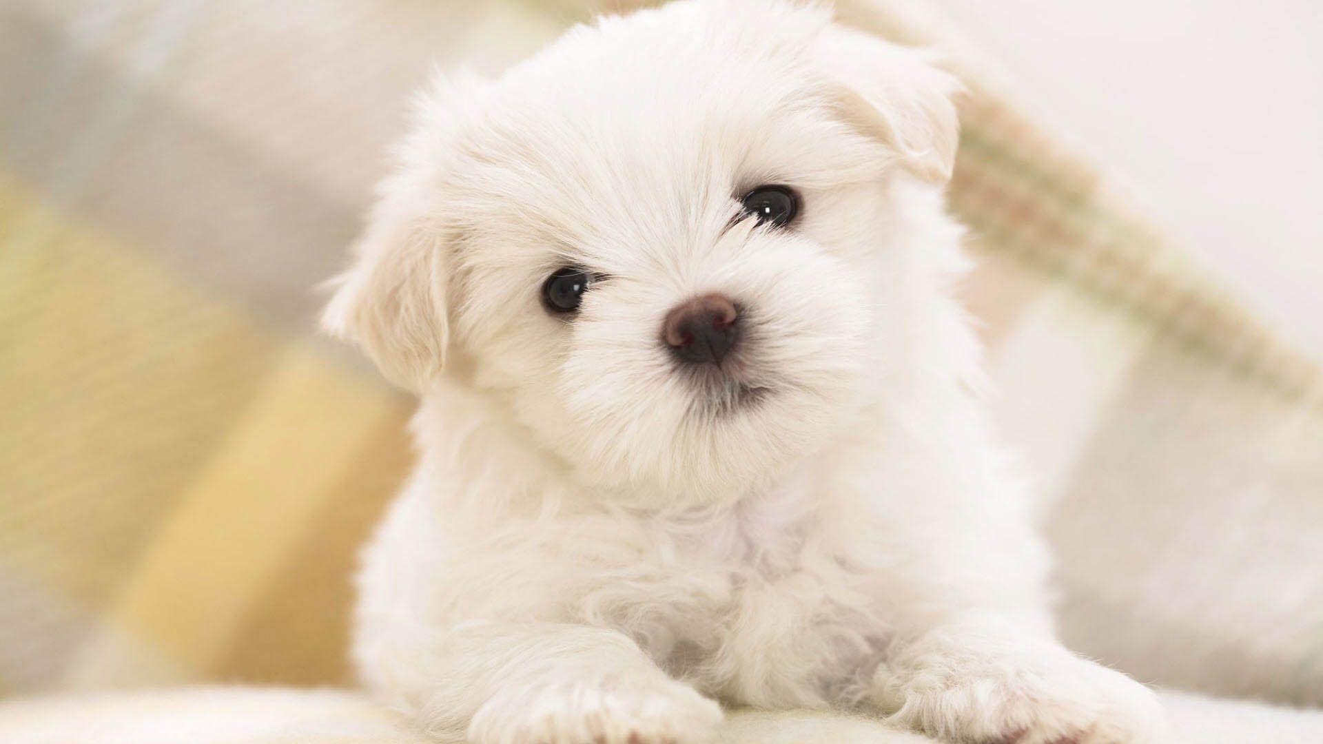 Cute Baby Puppy Wallpapers Top Free Cute Baby Puppy Backgrounds