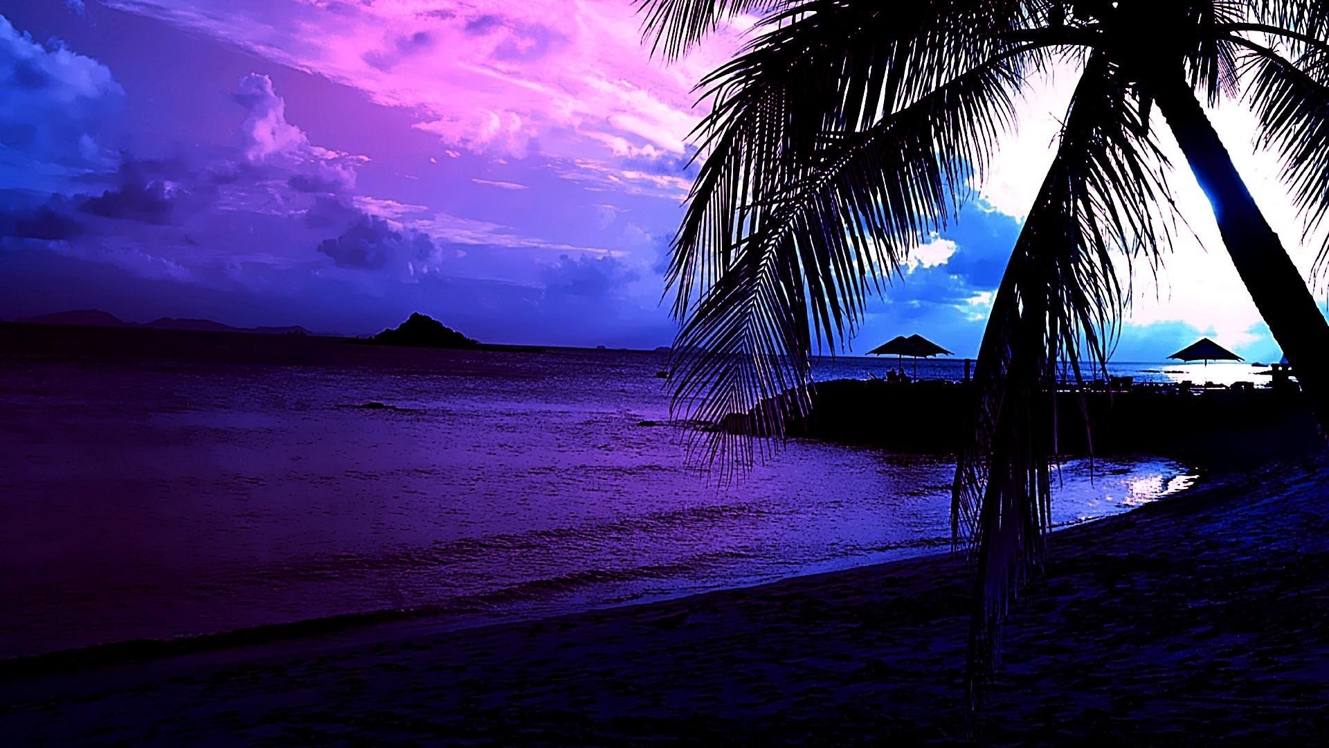 Purple Palm Tree Wallpapers Top Free Purple Palm Tree Backgrounds