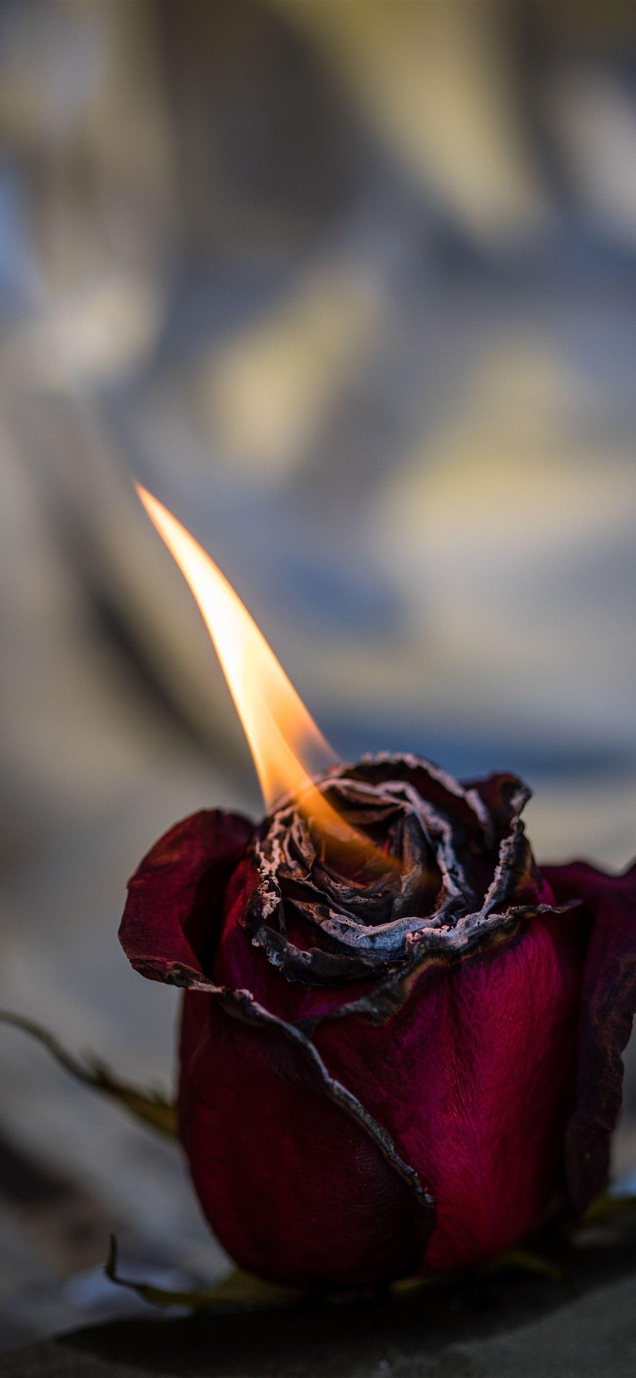 Burning Rose Wallpapers Top Free Burning Rose Backgrounds WallpaperAccess